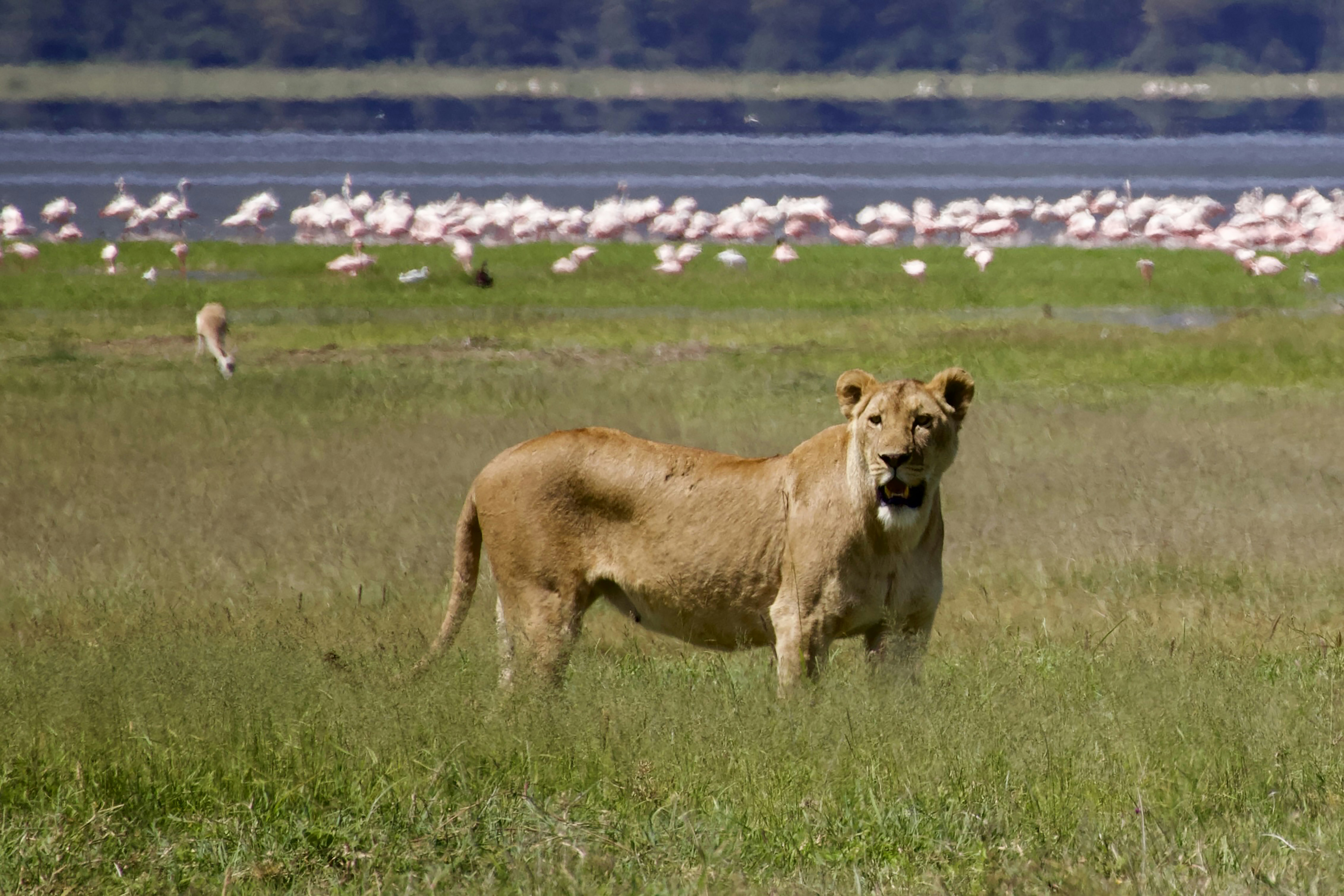 A lion is standing in a field with flamingos in the background