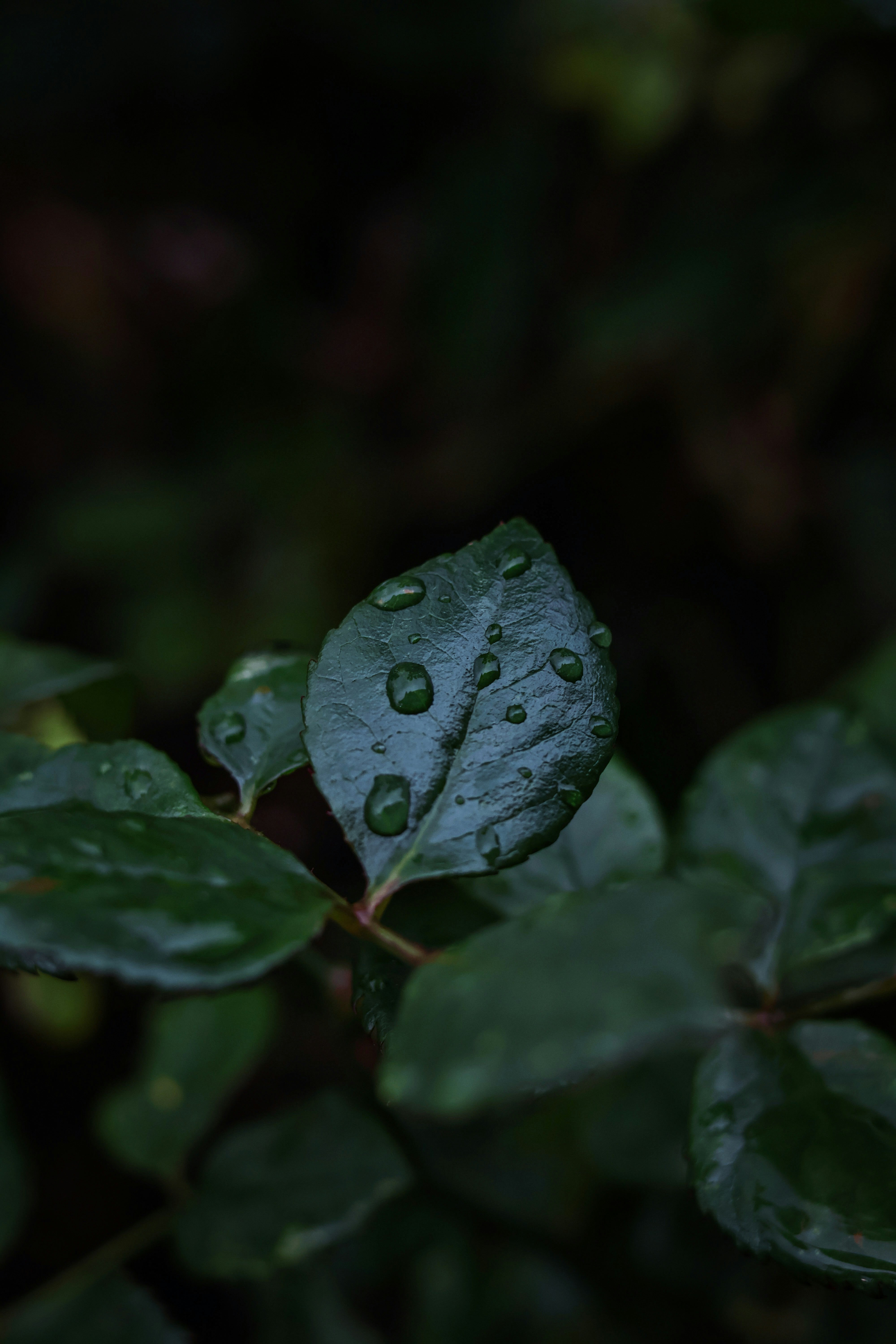Photo by ido006