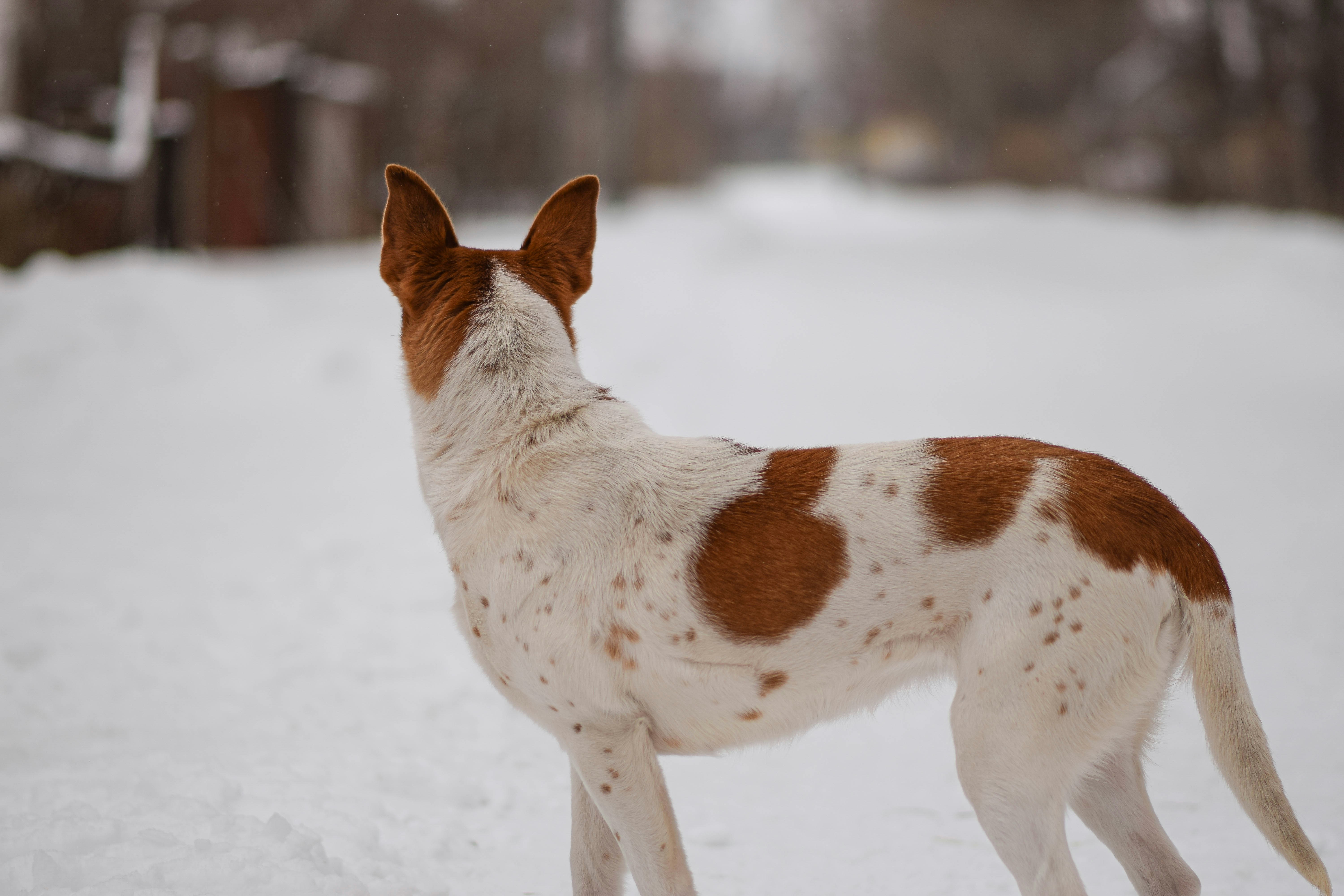 A brown and white dog standing in the snow