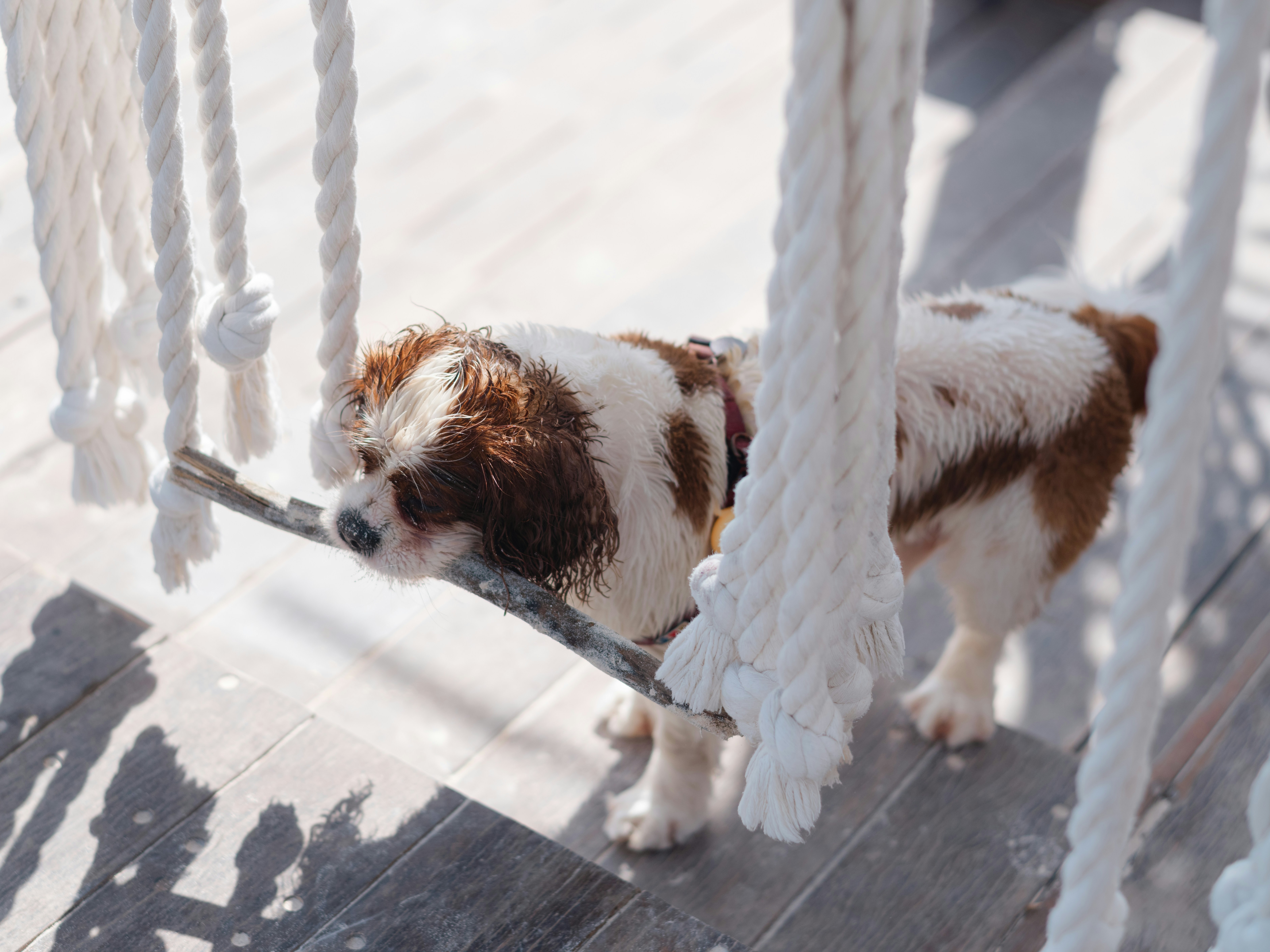 Best Rope Toys for Dogs and Complete Buying Guide