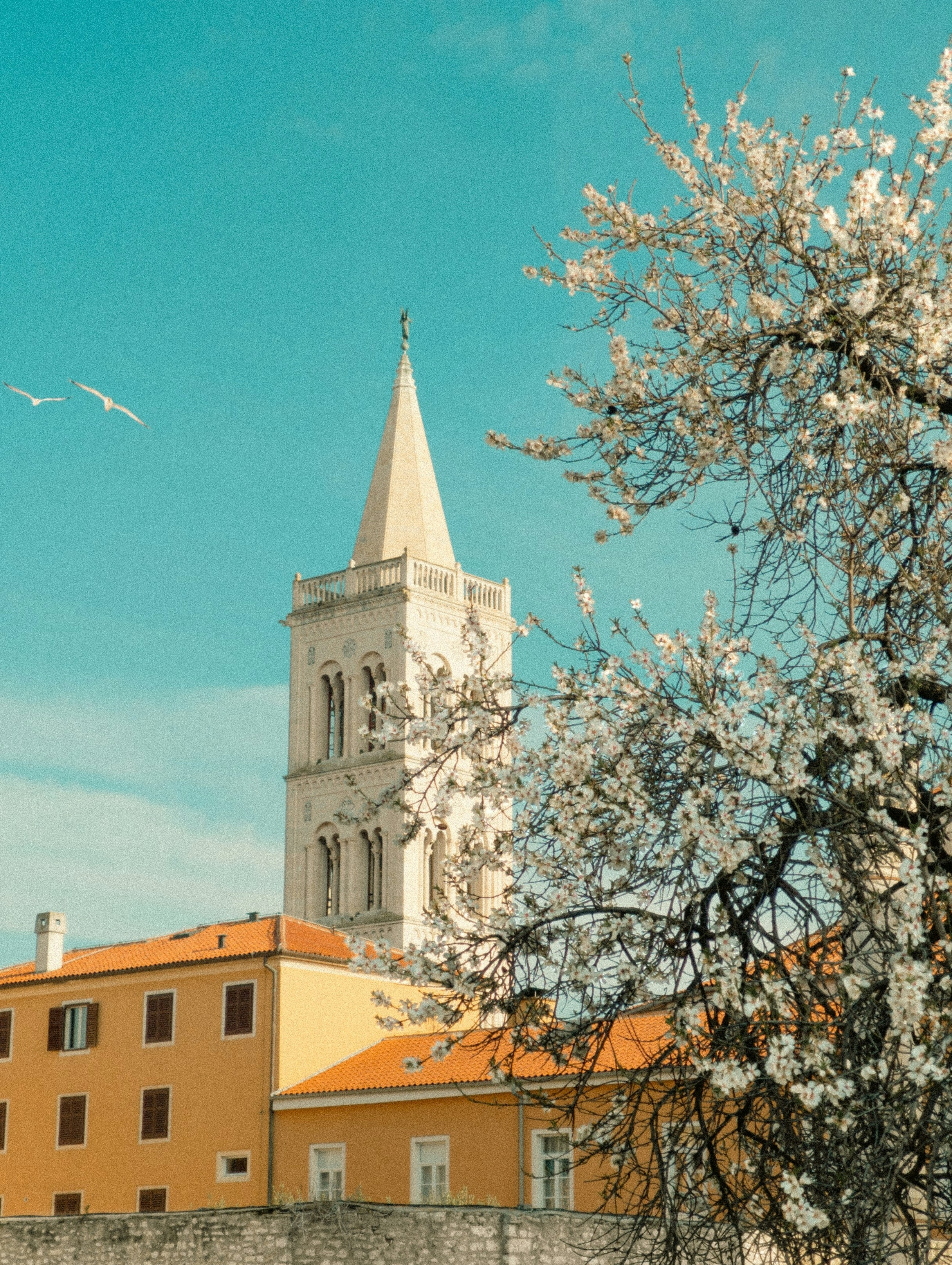 A church with a steeple in the background and a tree in the foreground