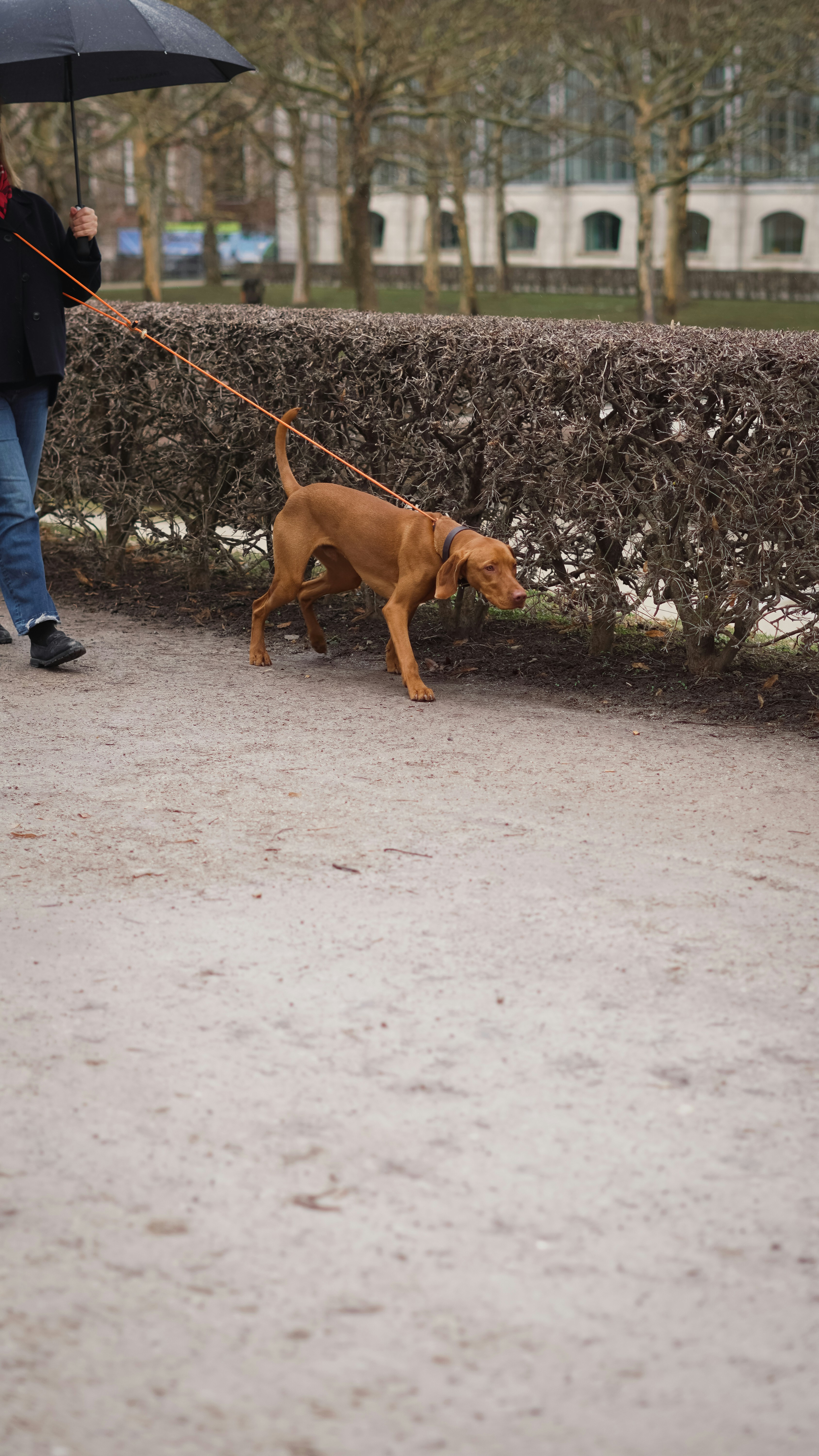 Chien calme marchant à côté de son maître