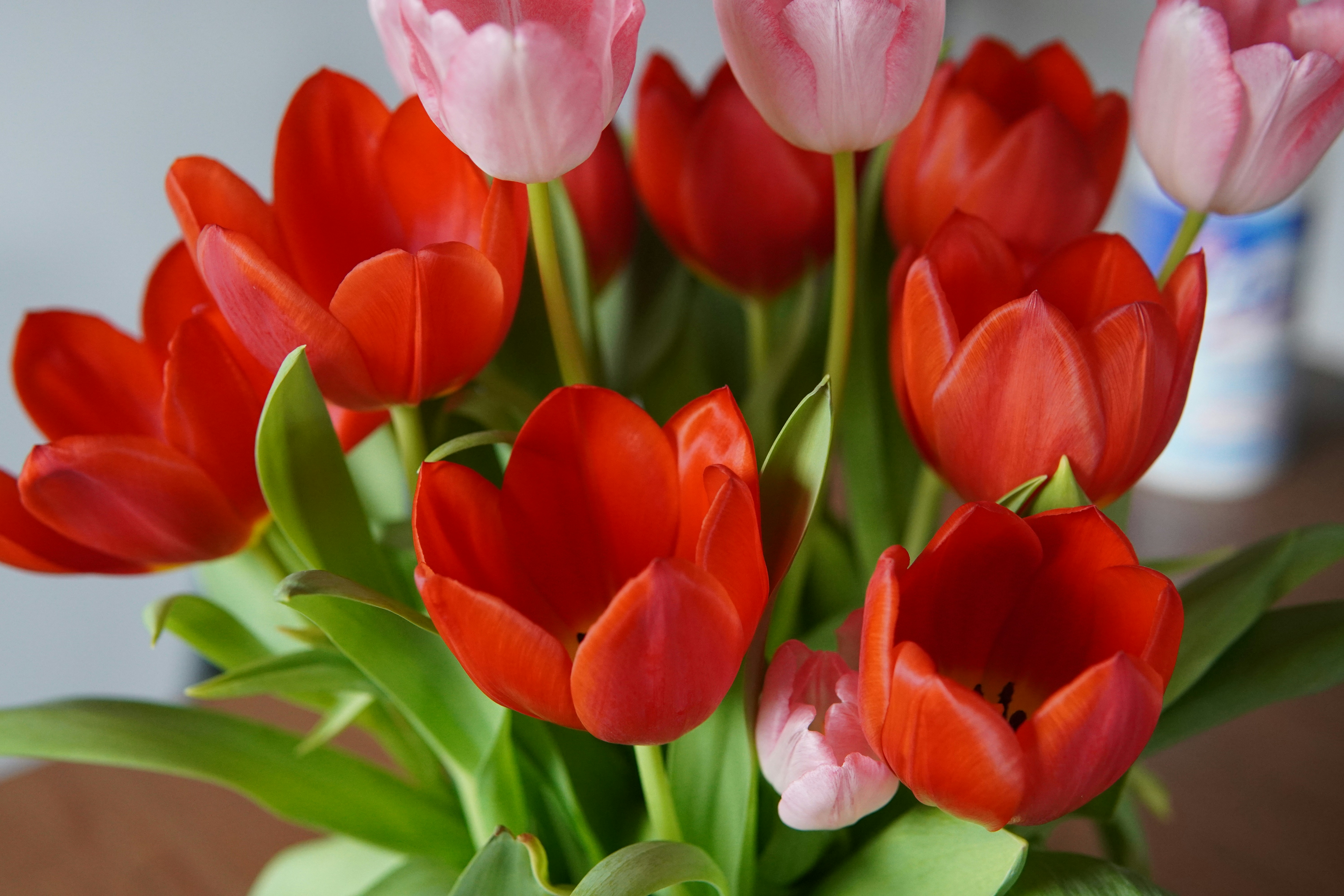 A bunch of red and pink tulips in a vase