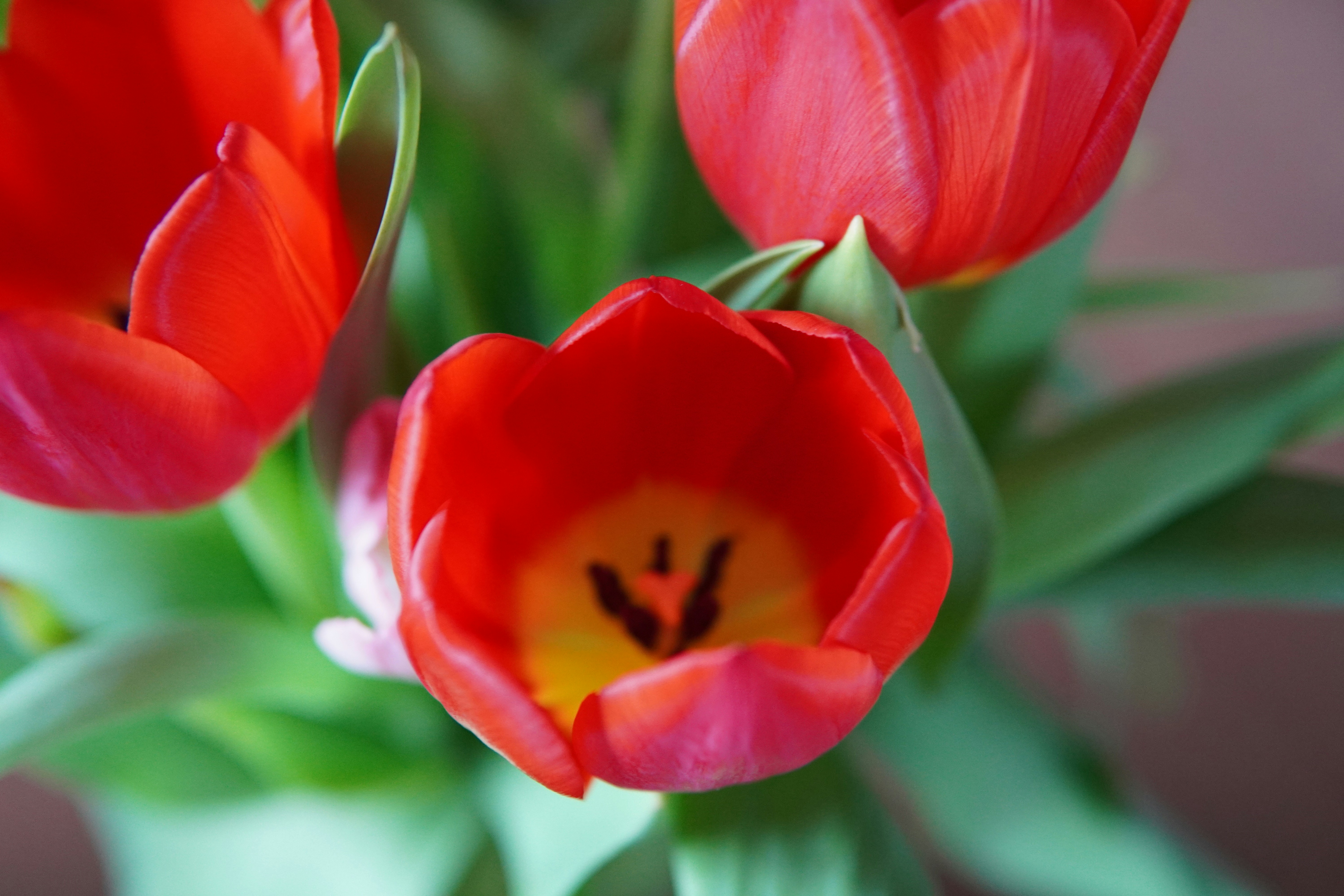 A vase filled with red flowers on top of a table