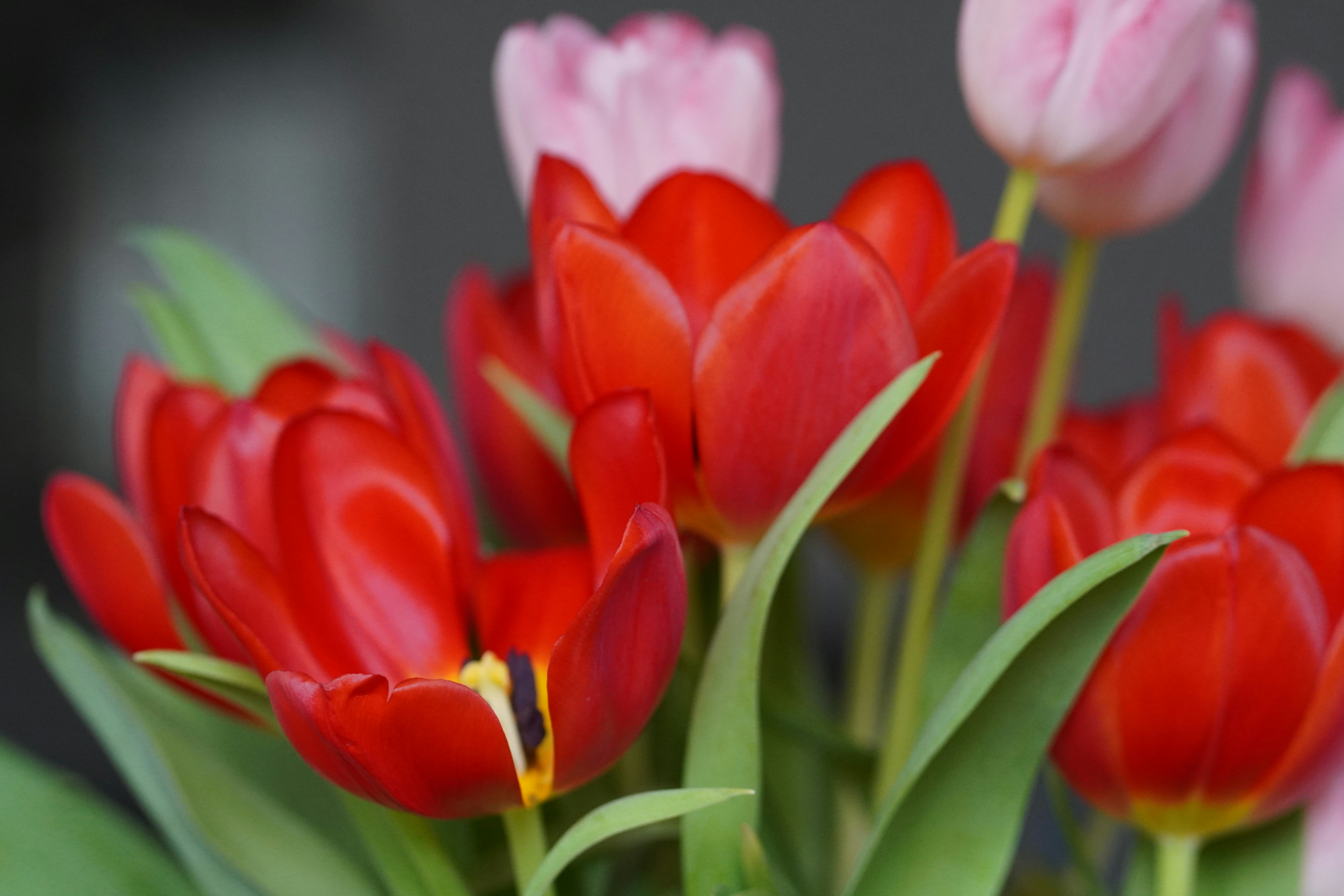 A bunch of red and pink tulips in a vase