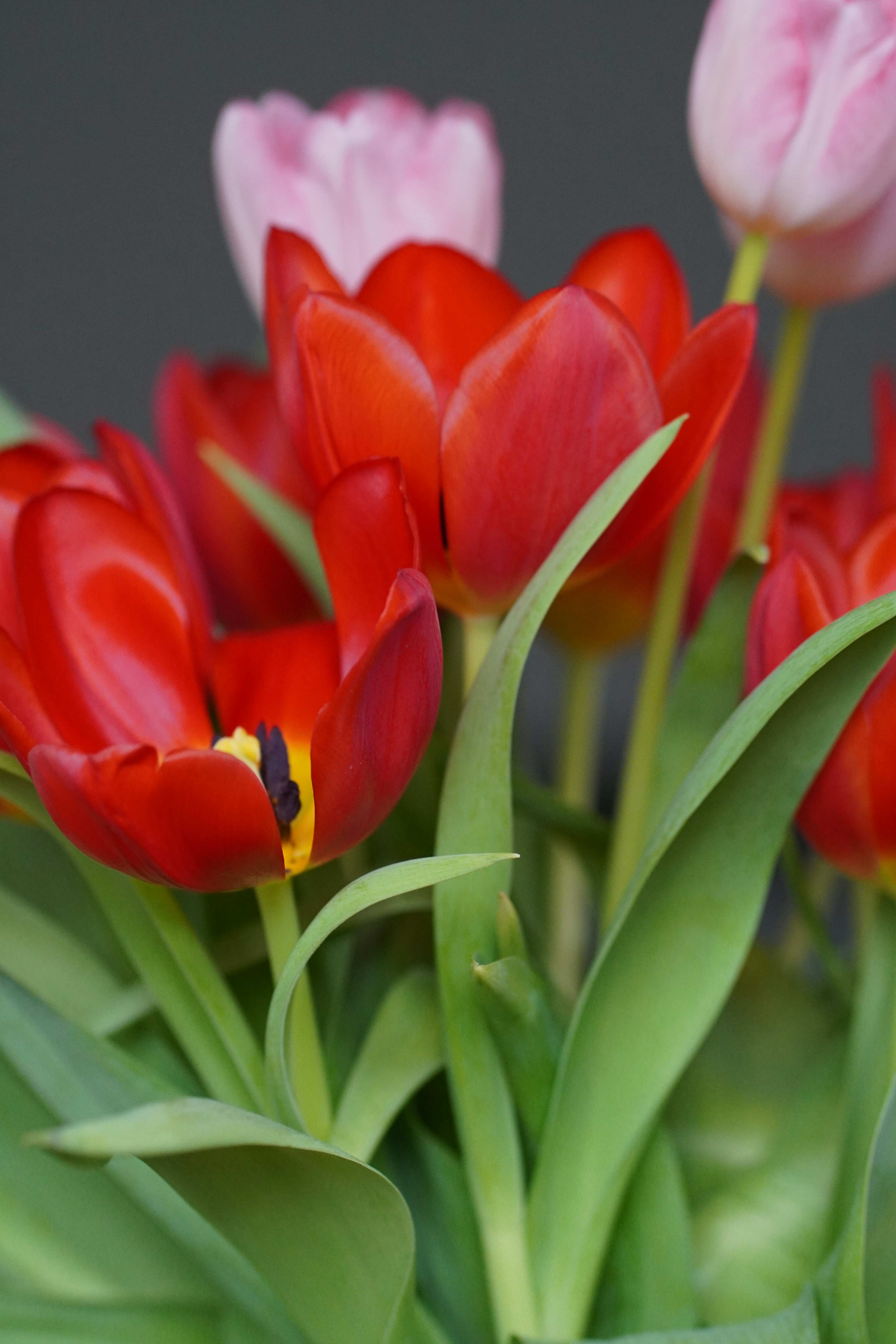 A bunch of red and pink tulips in a vase