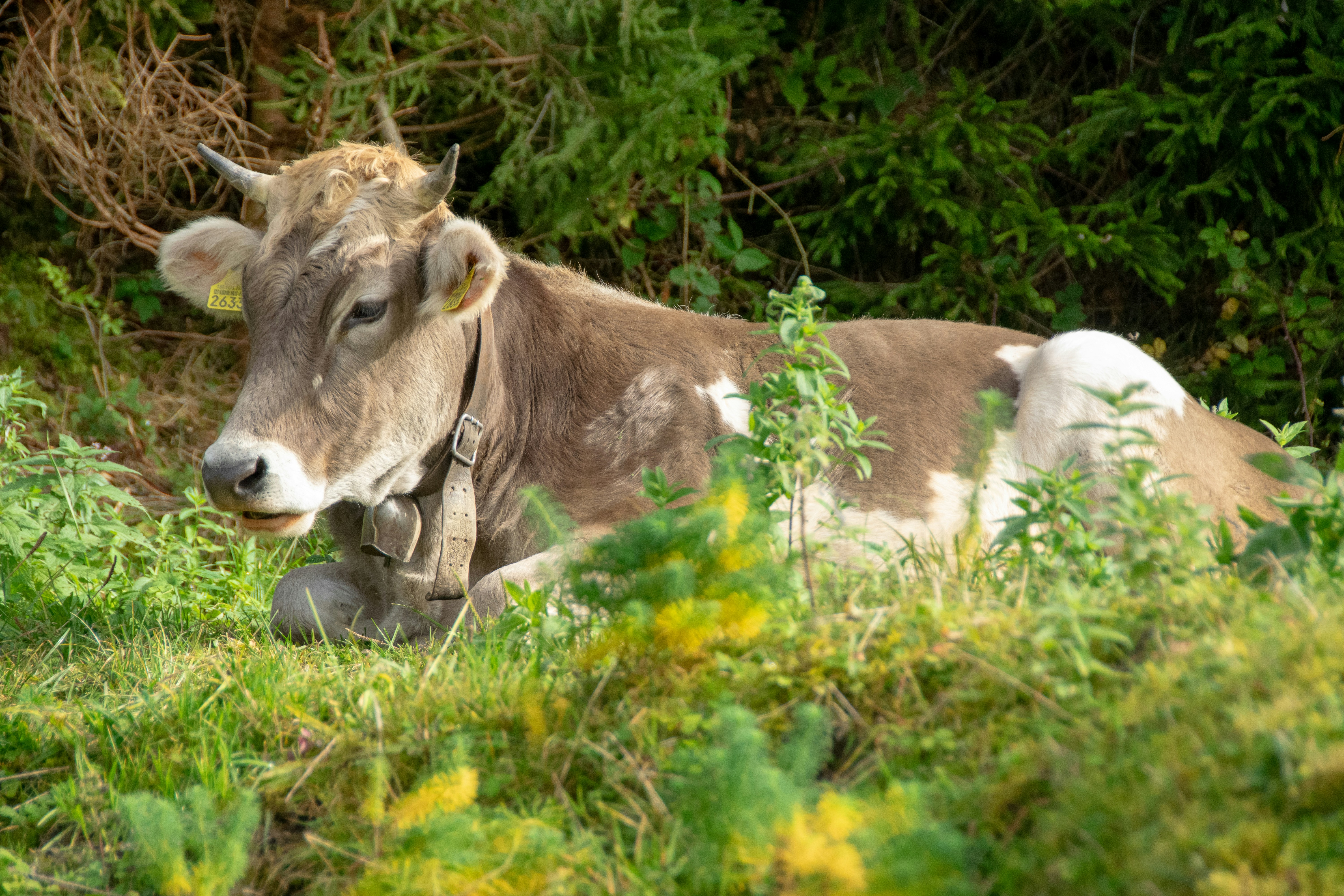 A cow laying down in a field of grass