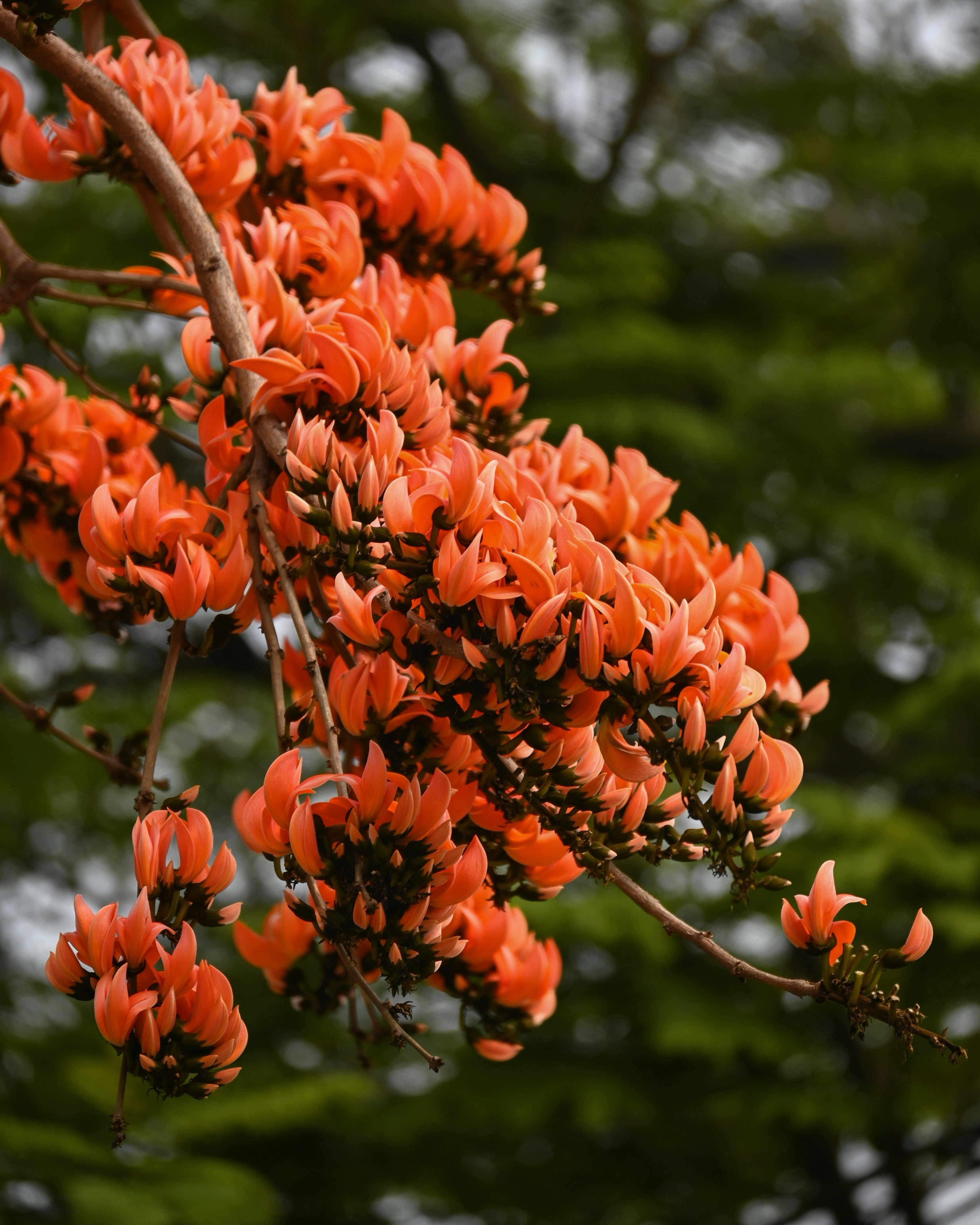 Photo by kolkatarchobiwala