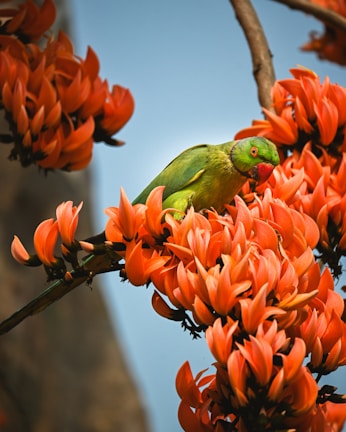 A green bird sitting on top of a tree branch