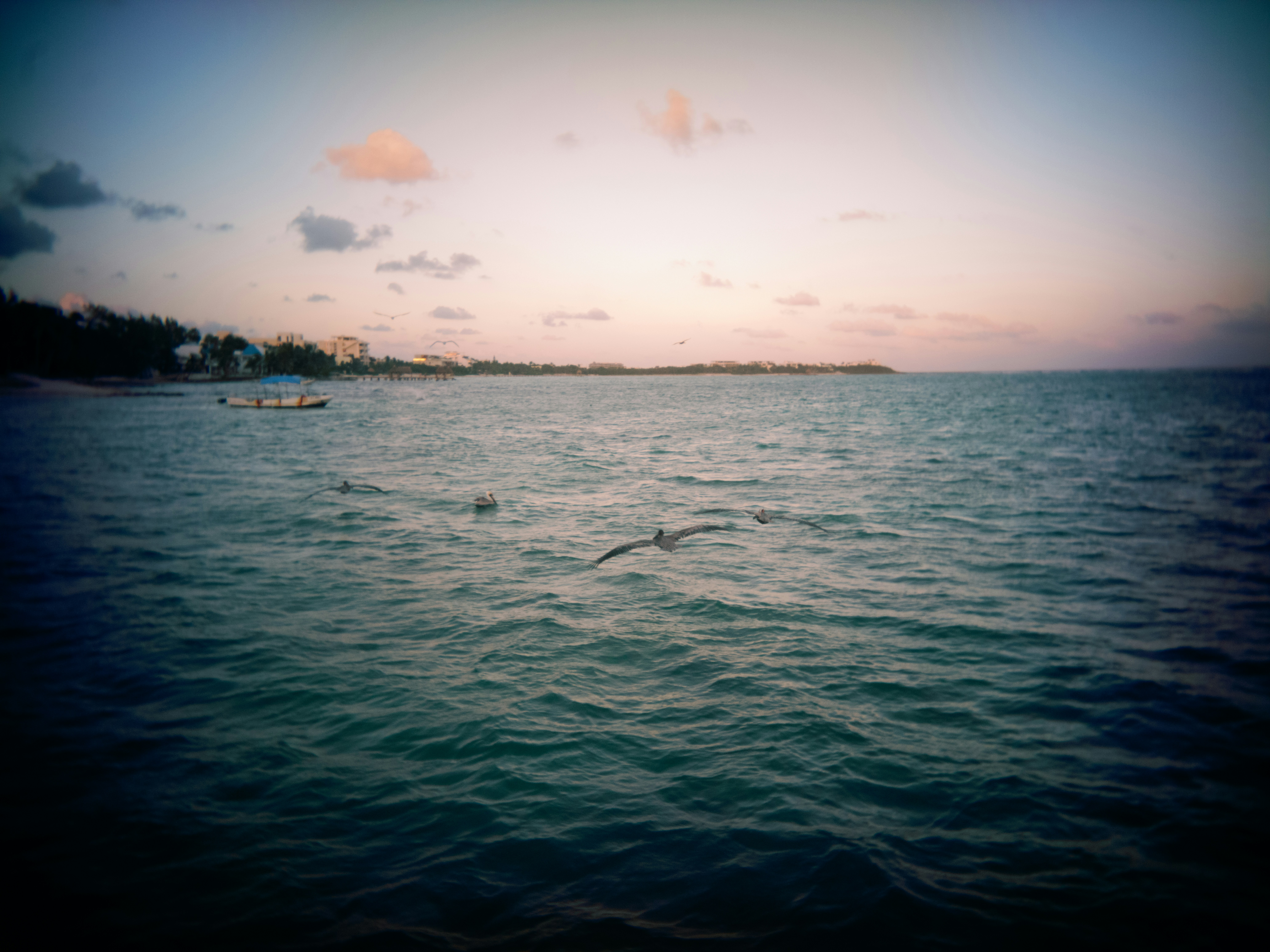 A bird flying over a body of water