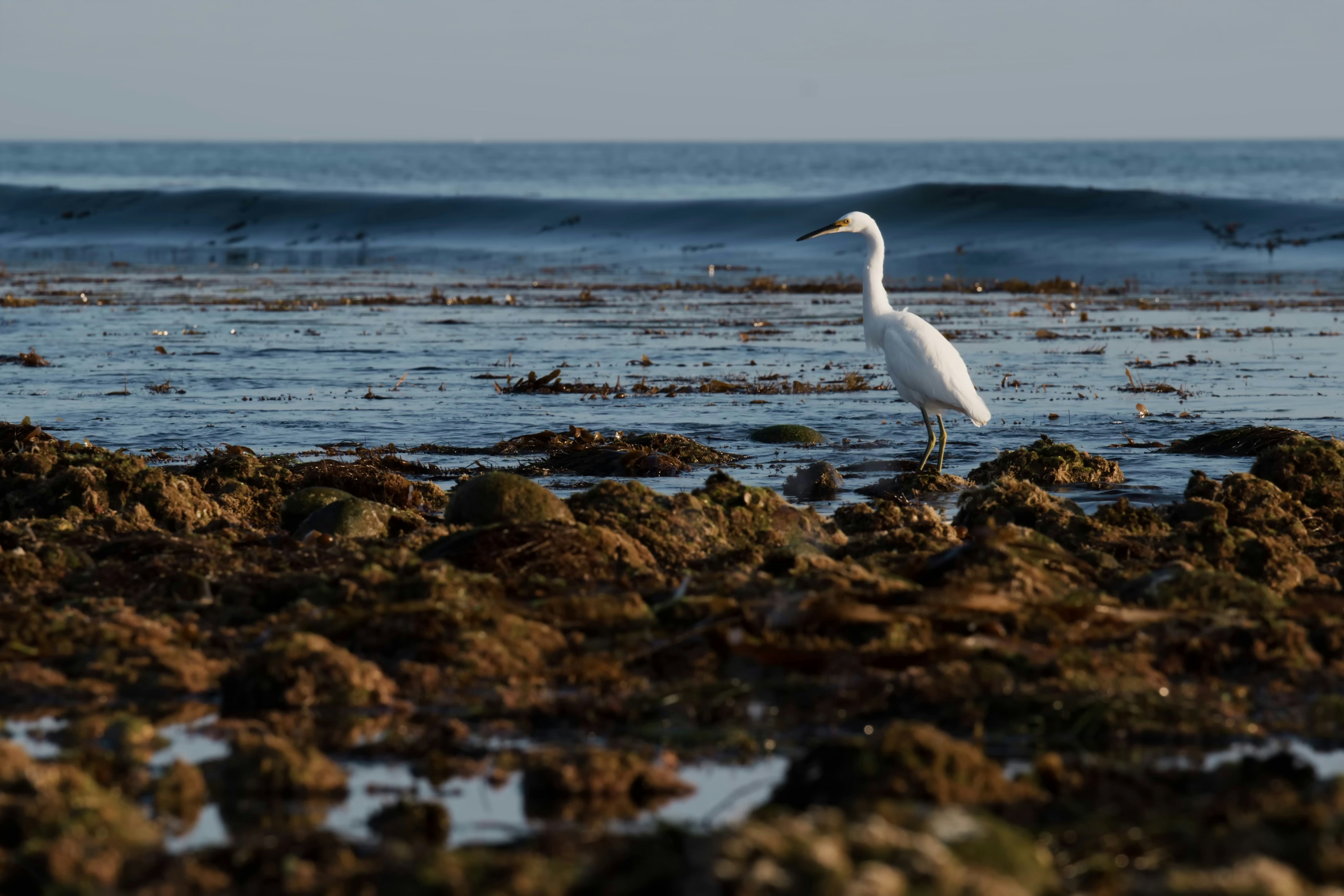 Un pájaro blanco parado en la cima de una playa rocosa