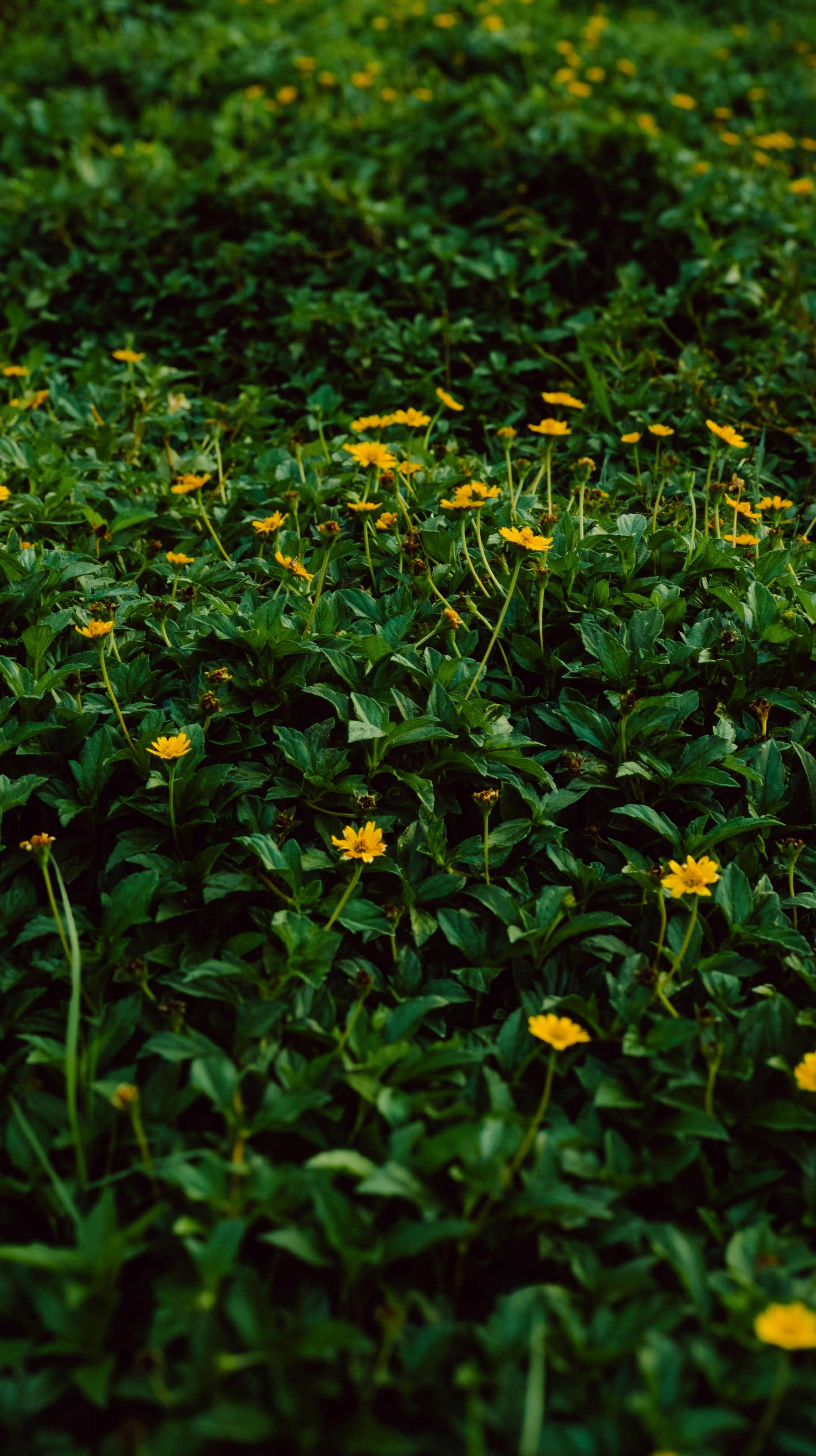 Photo by pocketpixeldiary