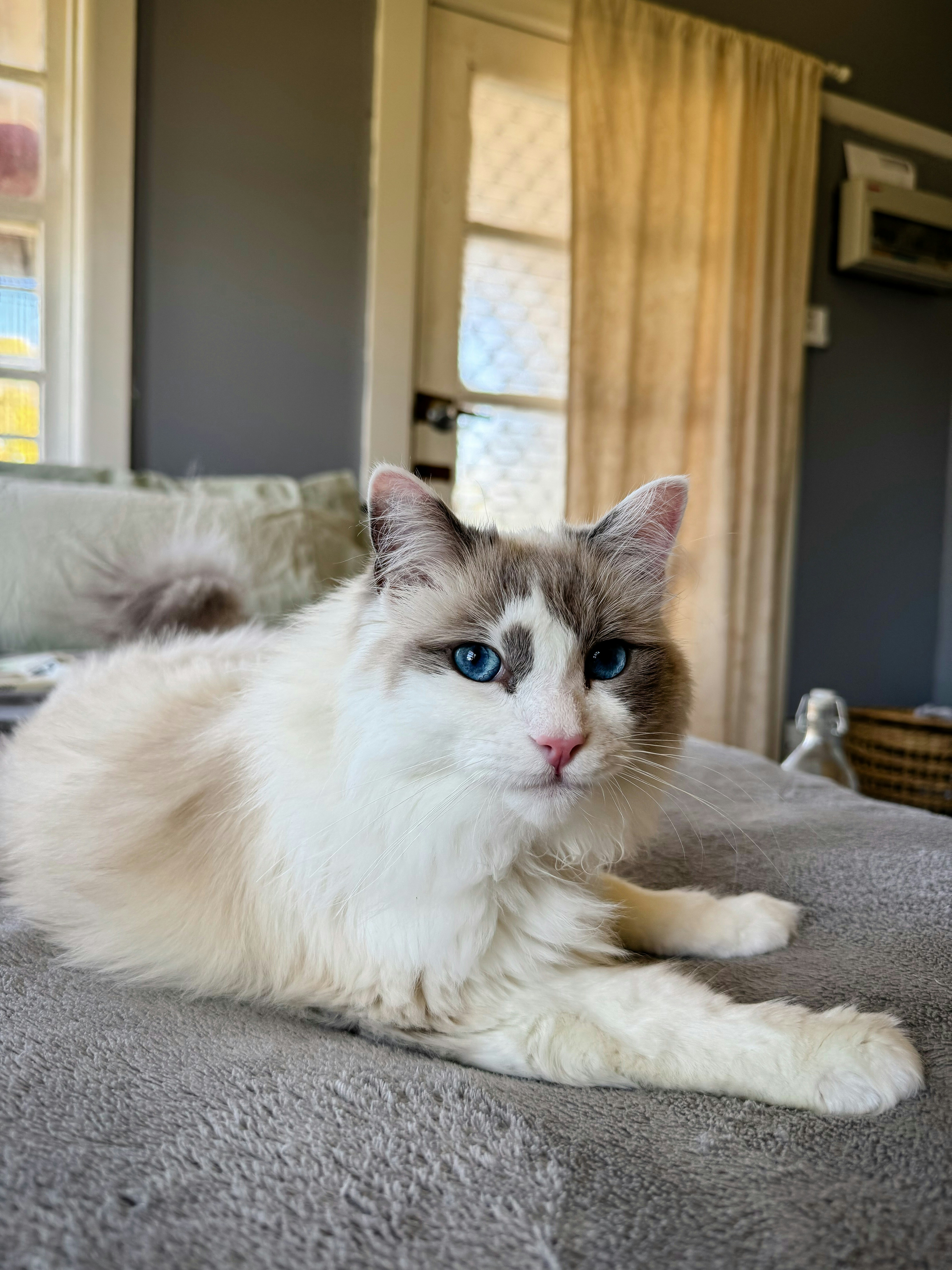 Ragdoll Cat