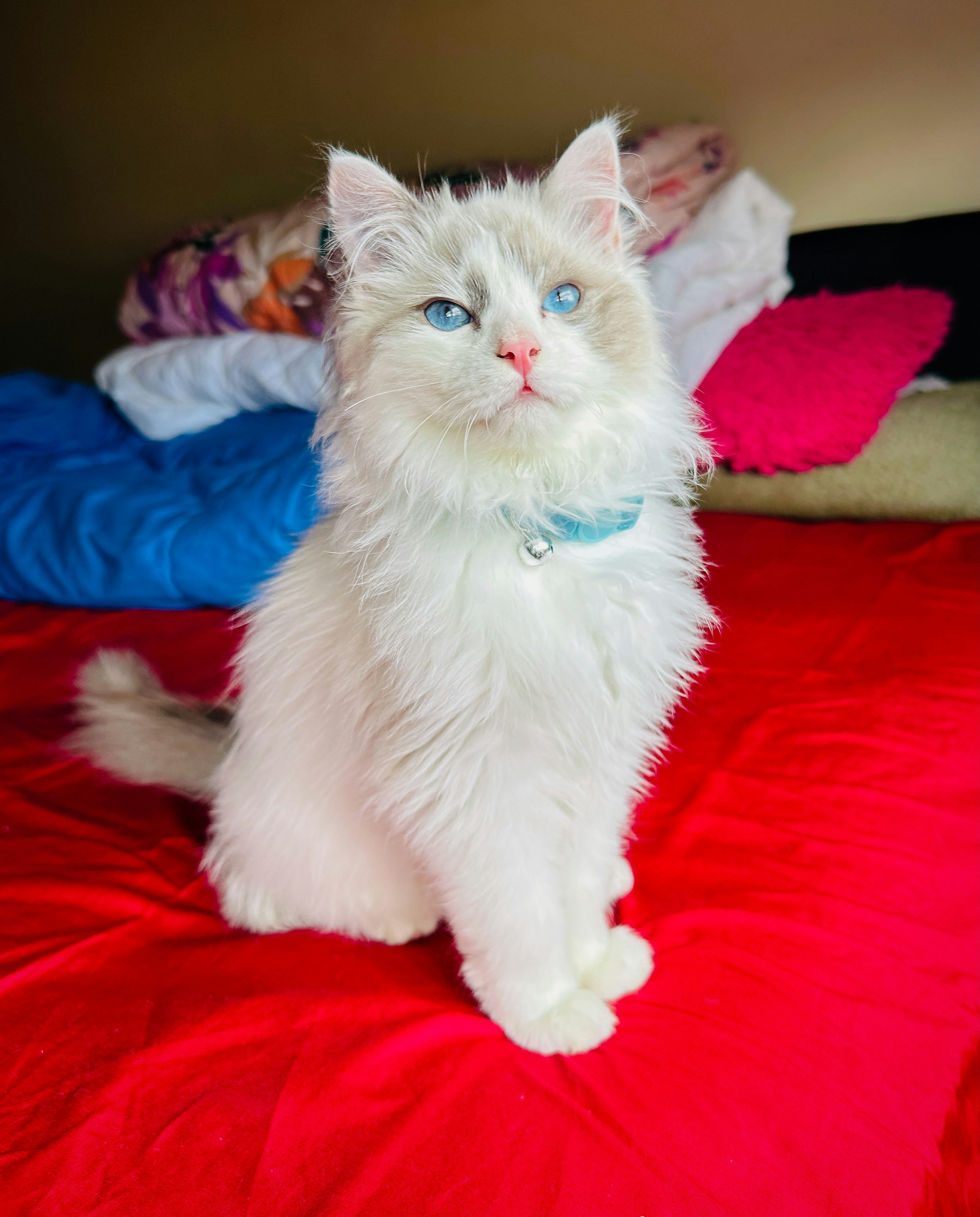 A white cat with blue eyes sitting on a red blanket