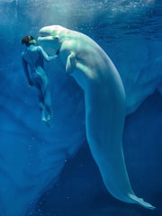 A person swimming in the water next to a large white animal
