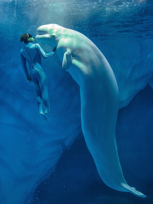 A person swimming in the water next to a large white animal