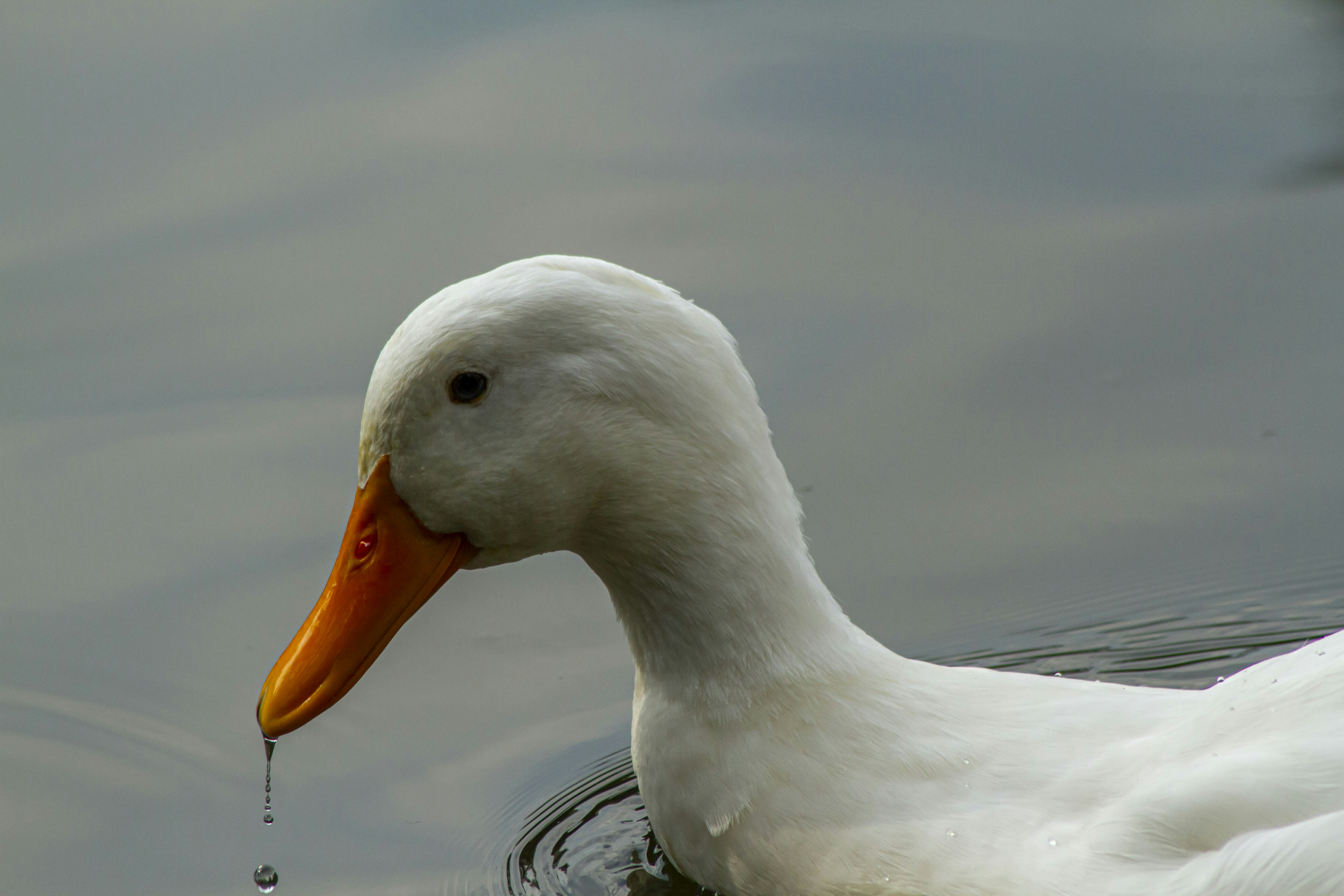 A white duck floating on top of a body of water