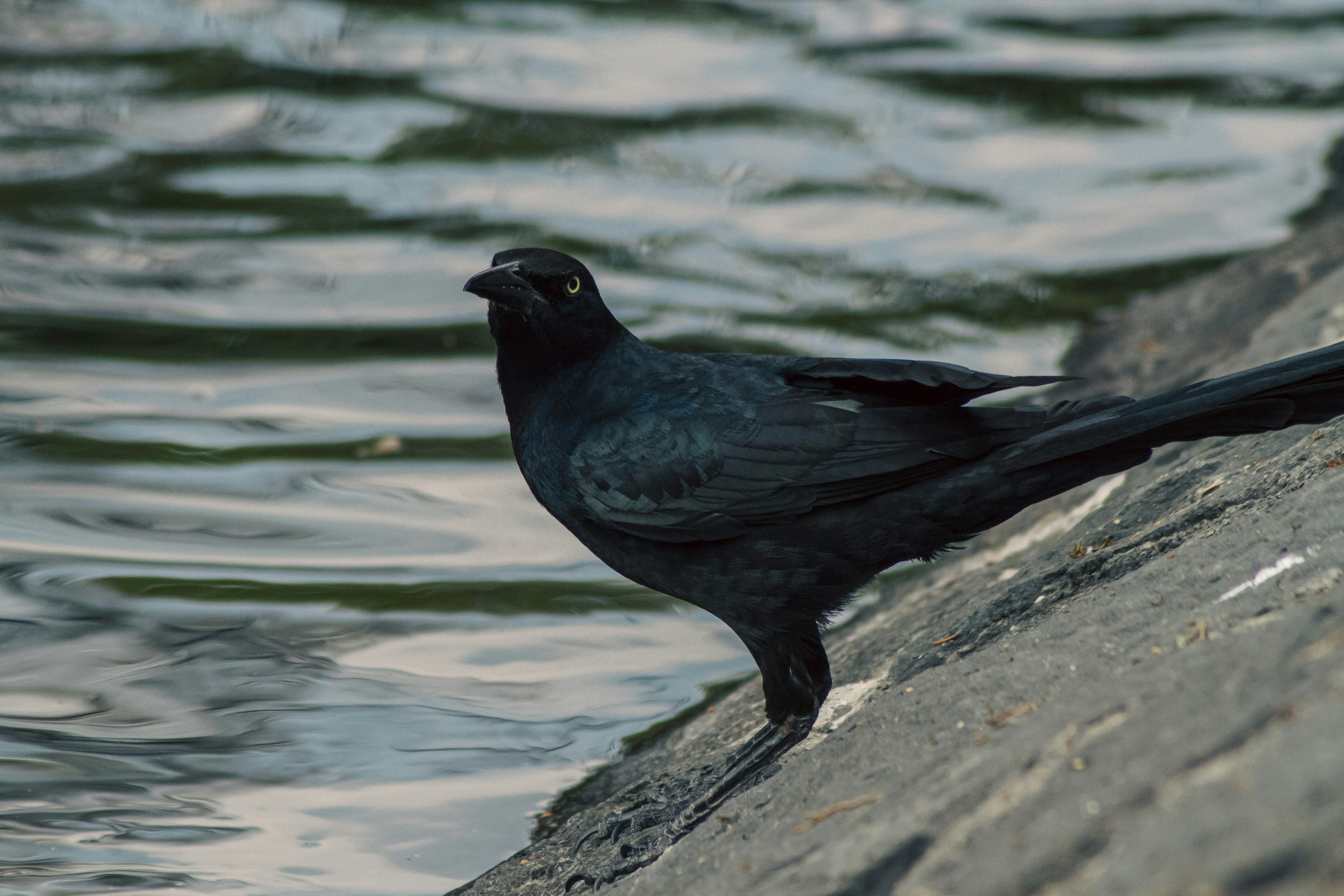 A black bird sitting on a rock next to a body of water
