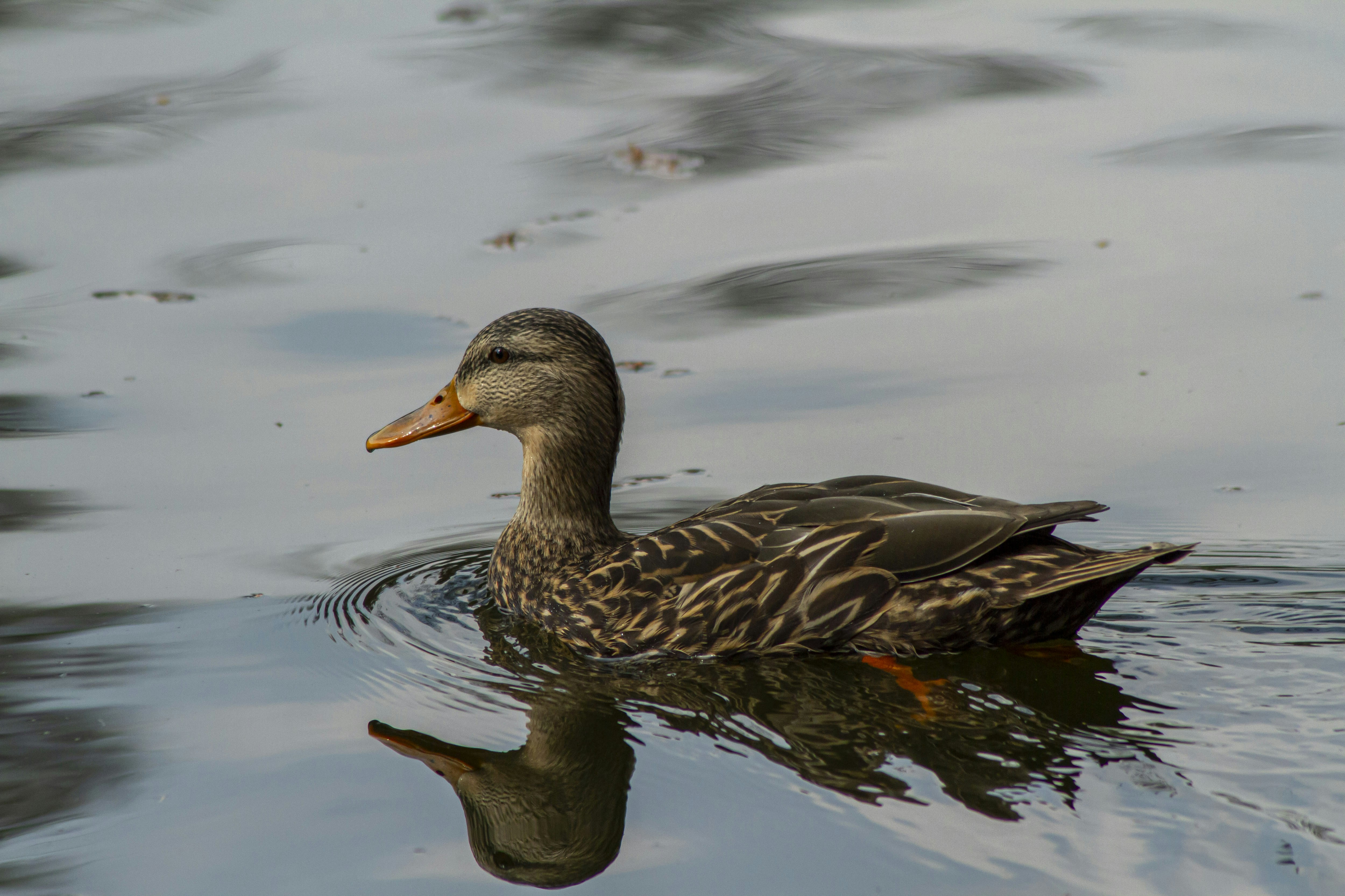 A duck floating on top of a body of water