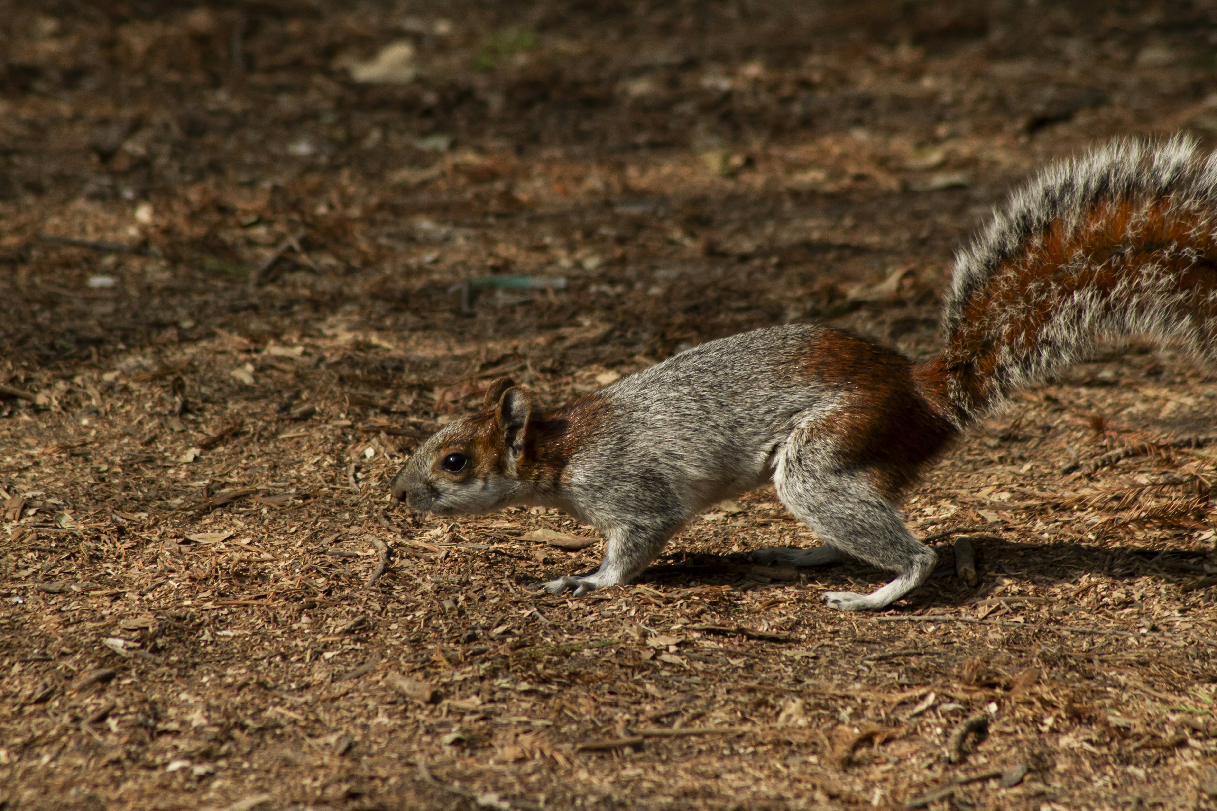 A squirrel is running around in the woods