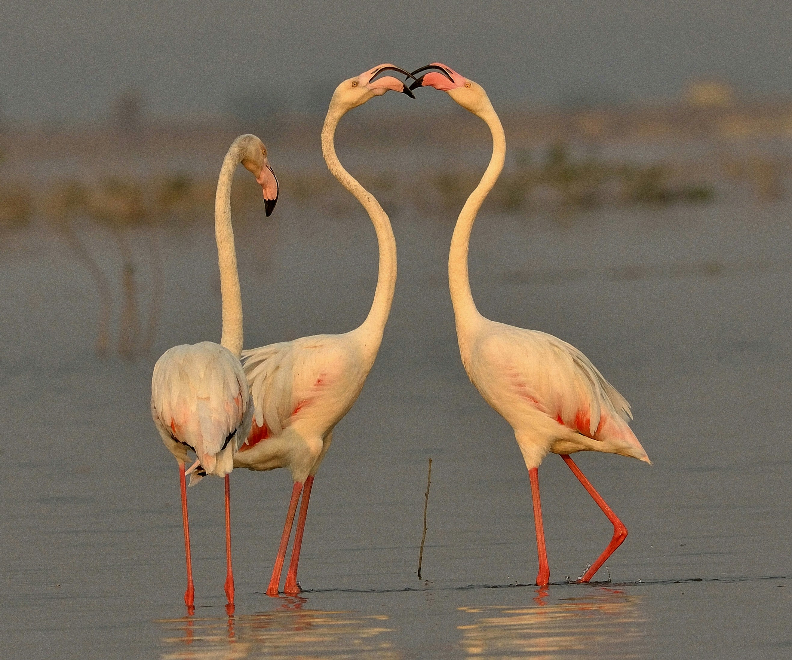 Photo by manishkavediya