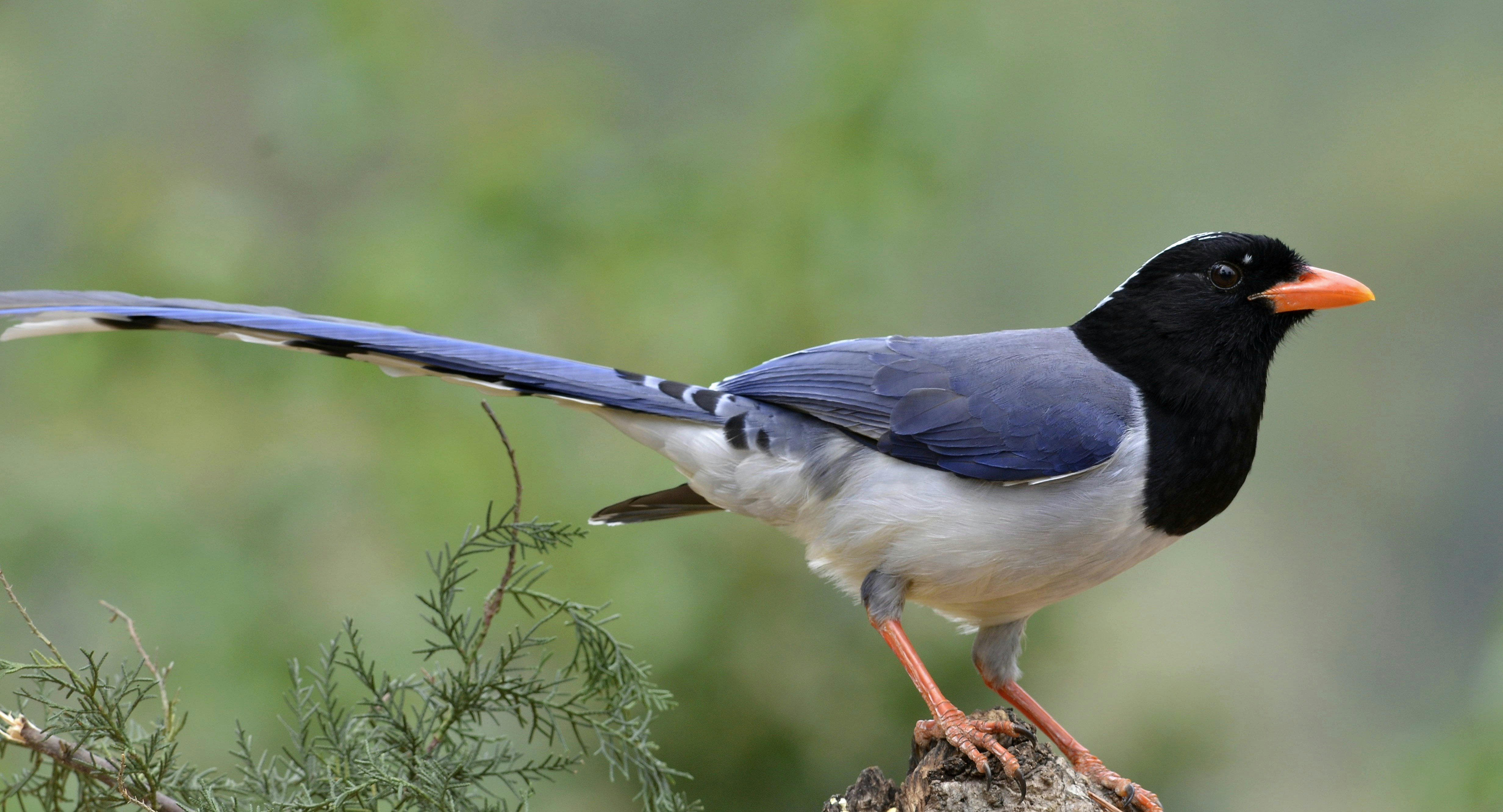 Photo by manishkavediya