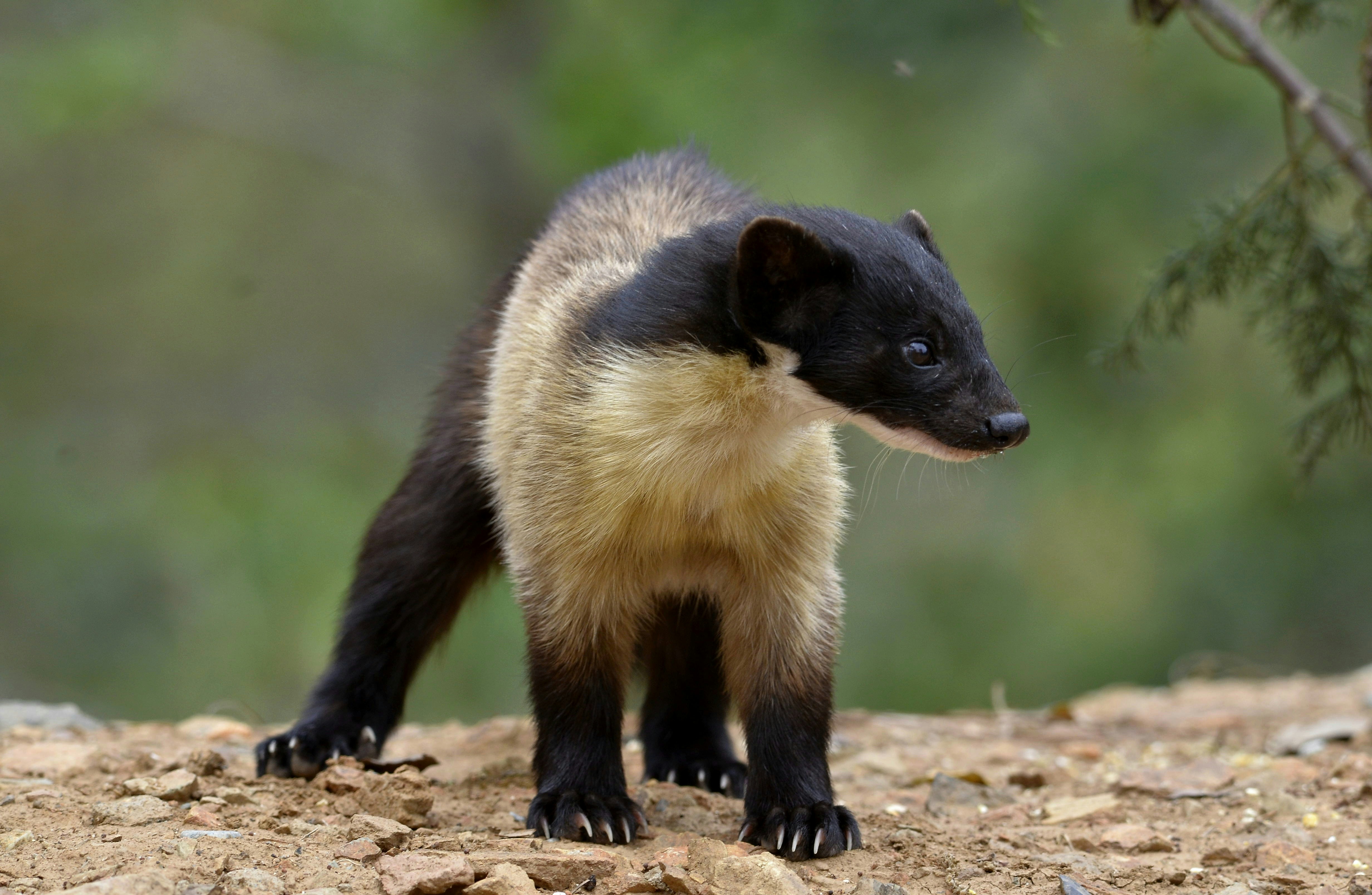 Black-Footed Ferret: America's Rarest Mammal (image credits: unsplash)