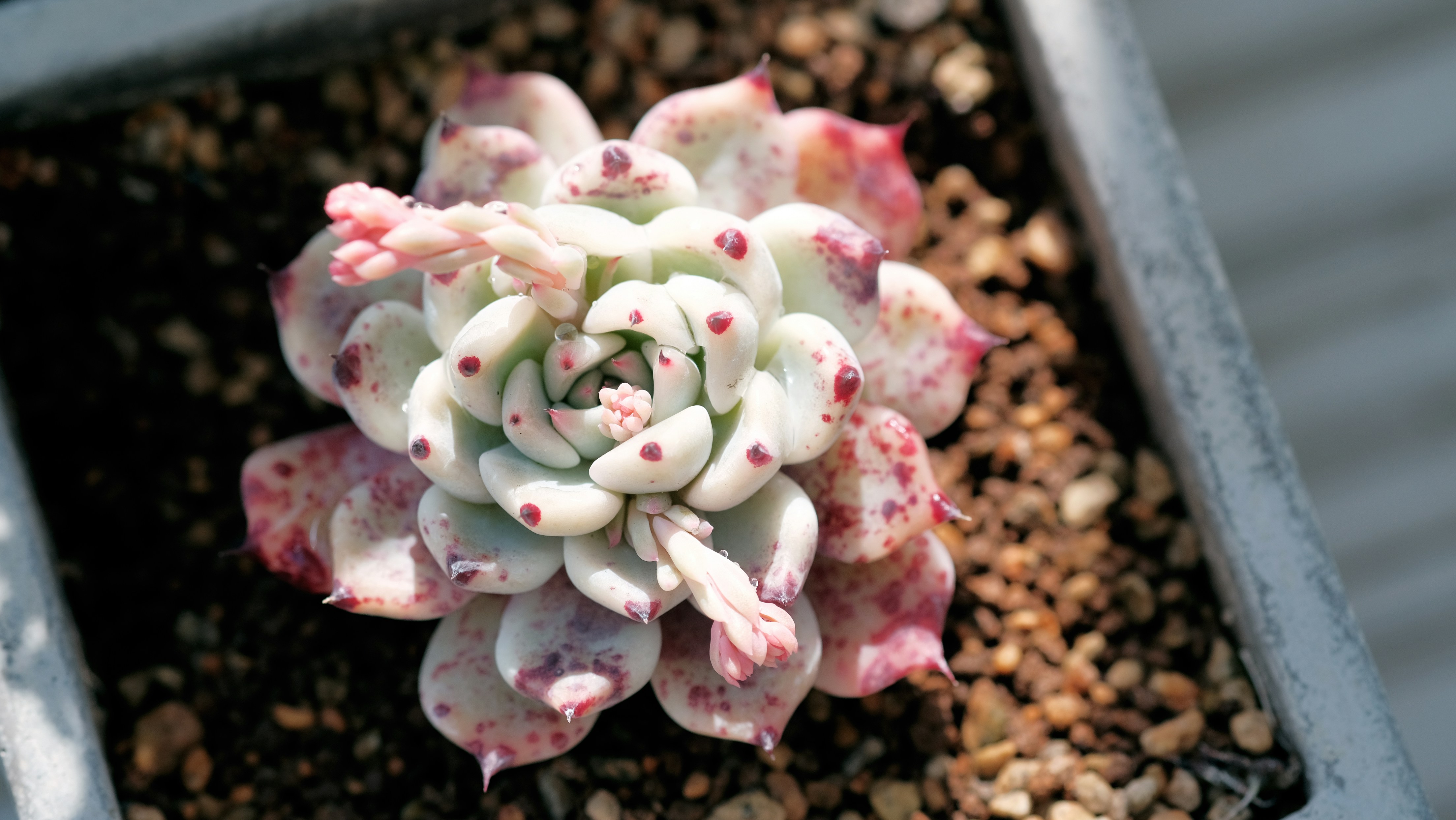 A close up of a small plant in a pot