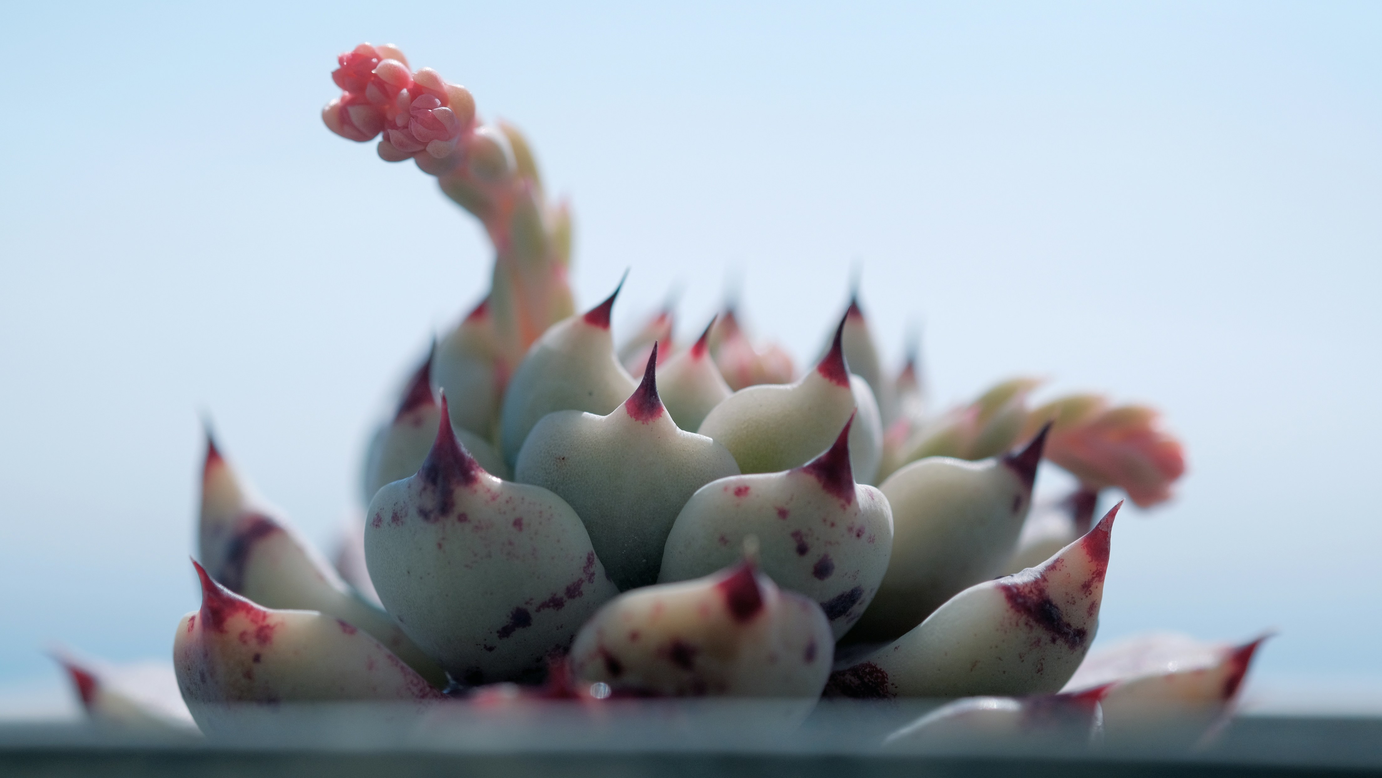 A close up of a bunch of small white flowers