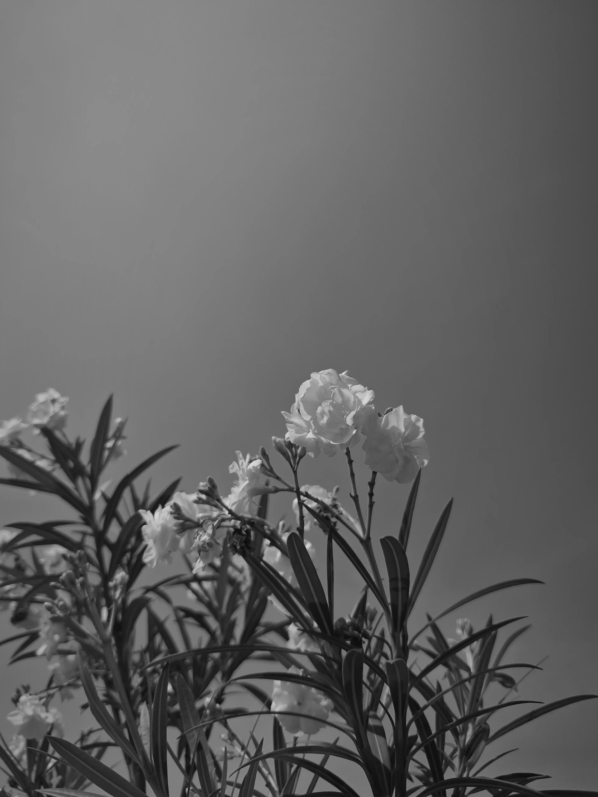 A black and white photo of some flowers