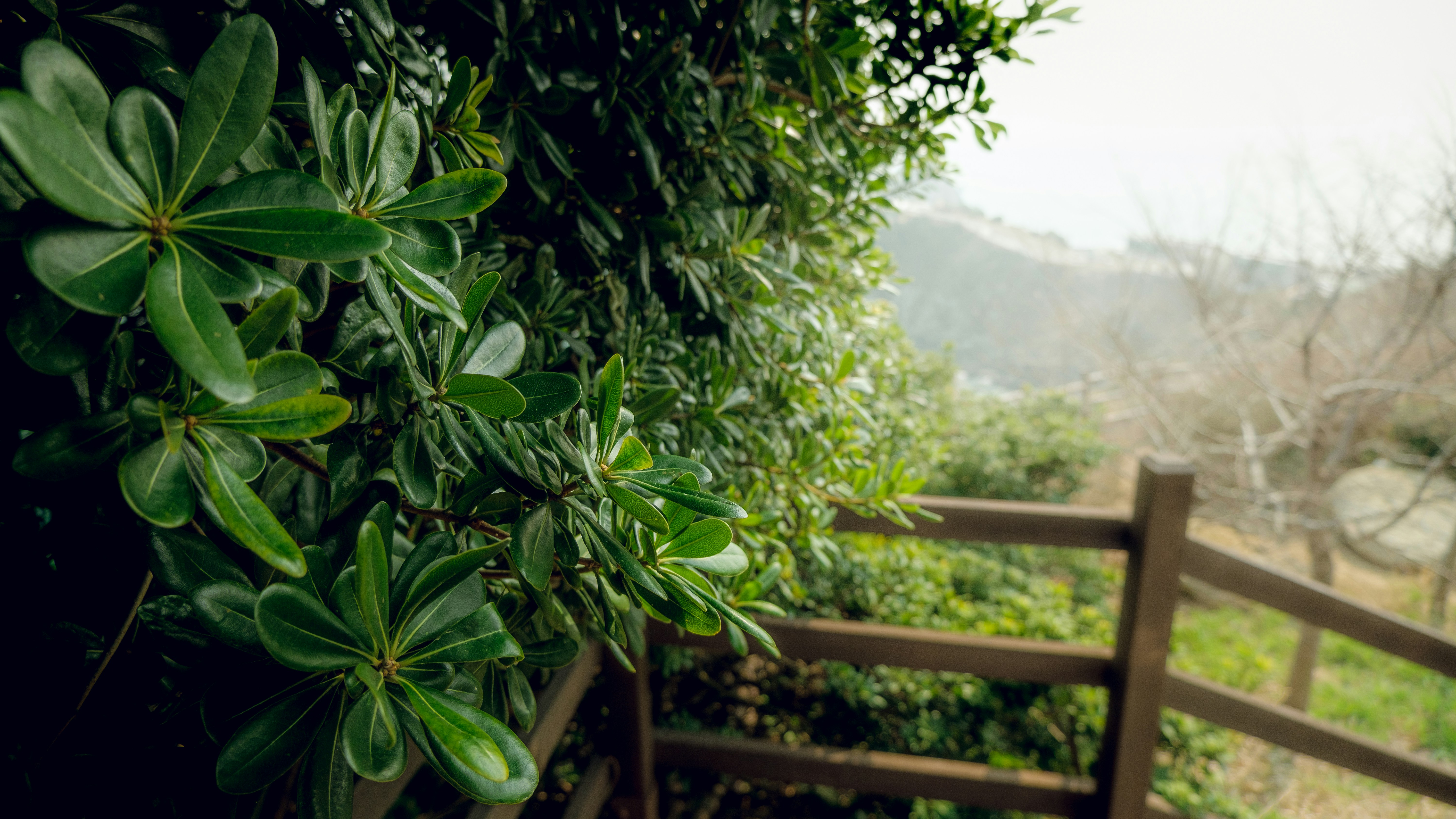 A wooden bench sitting next to a lush green forest