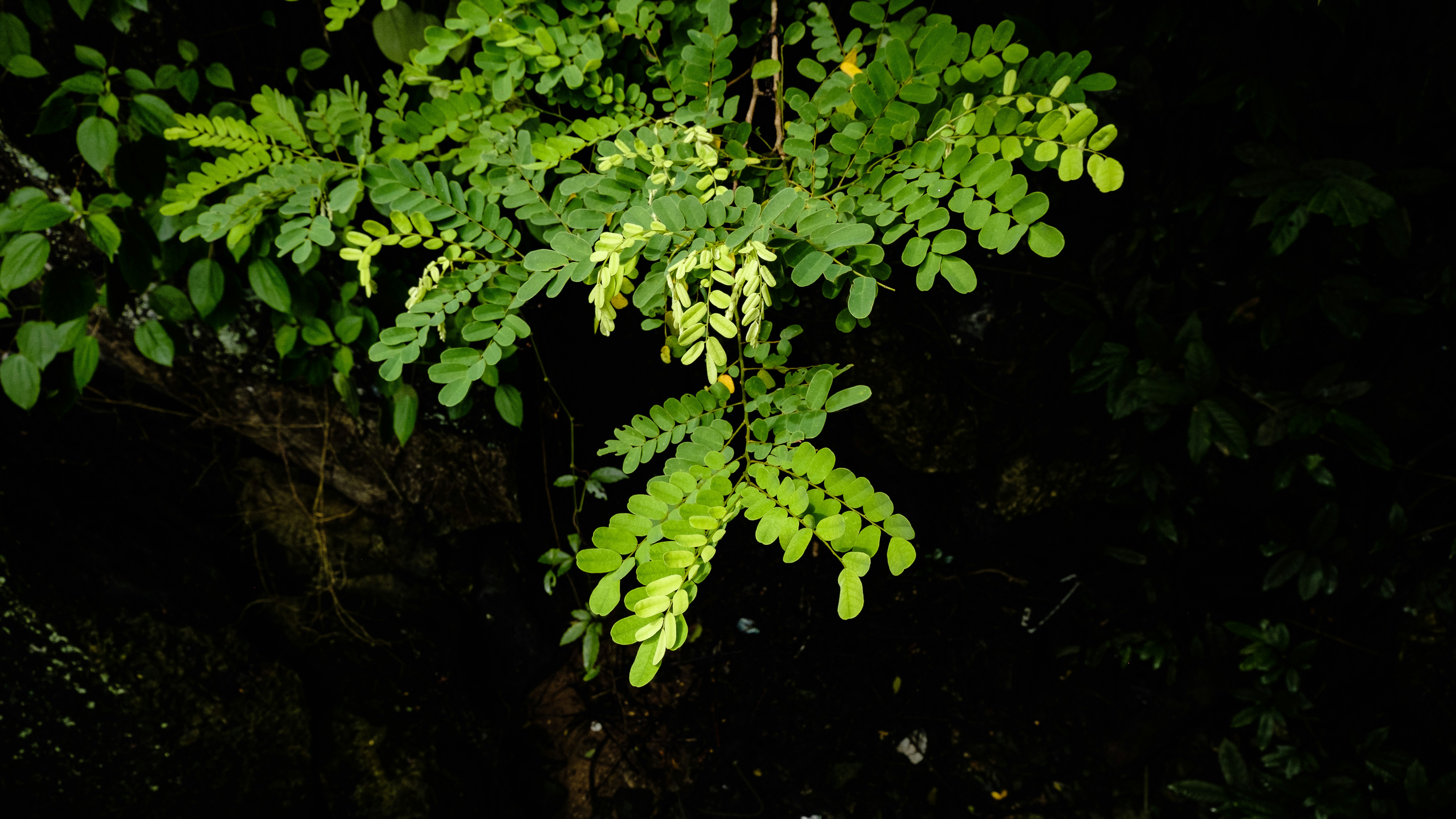 A leafy green tree in the middle of a forest