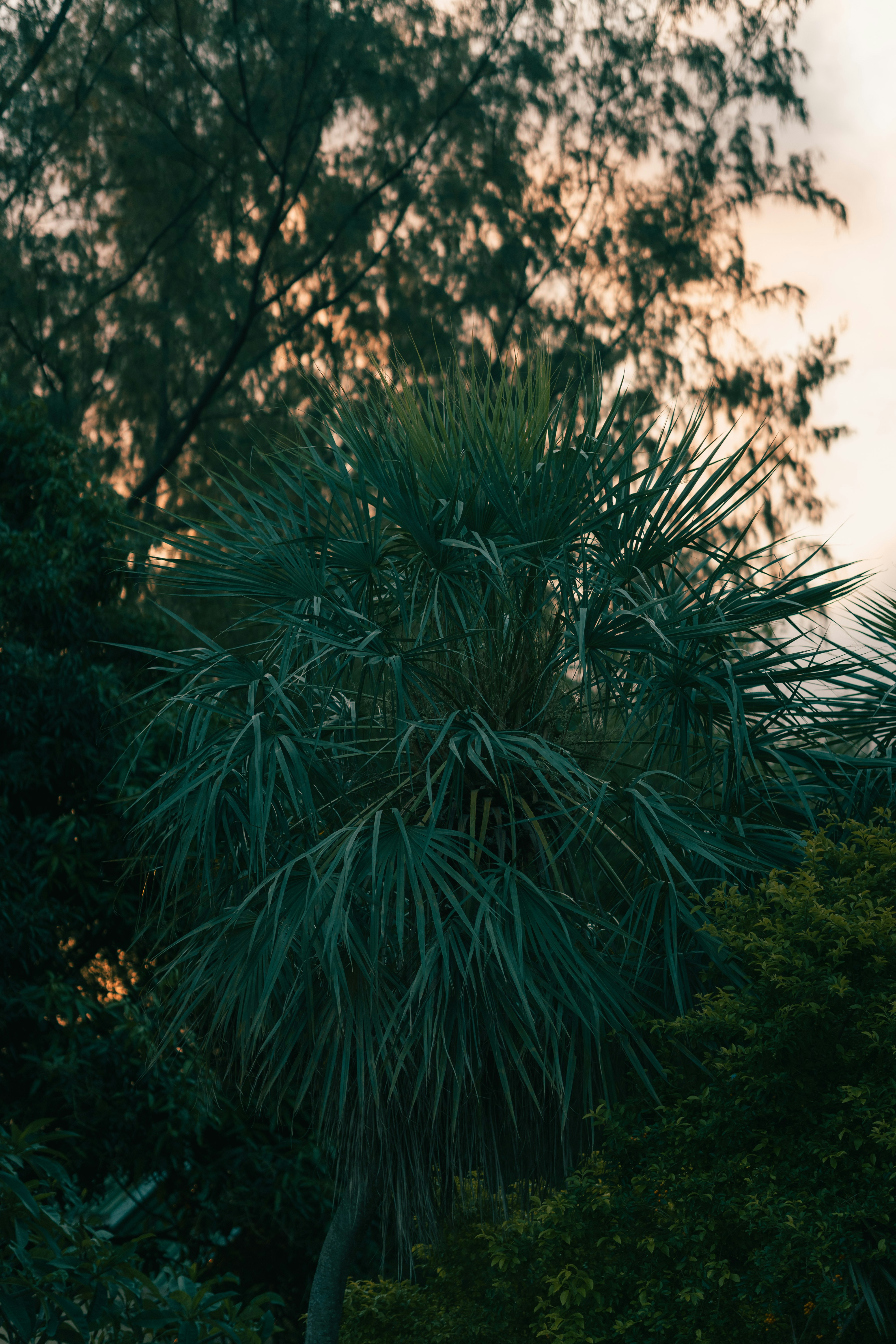 Photo by pauliusidea