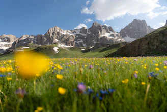 A field of wildflowers with mountains in the background