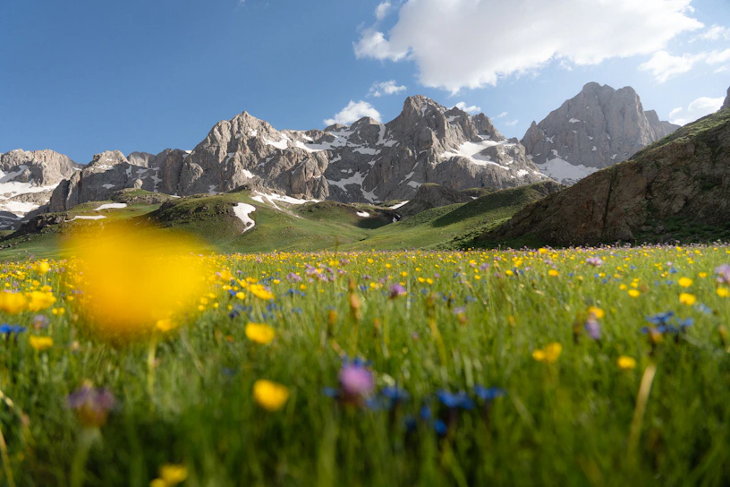 A field of wildflowers with mountains in the background