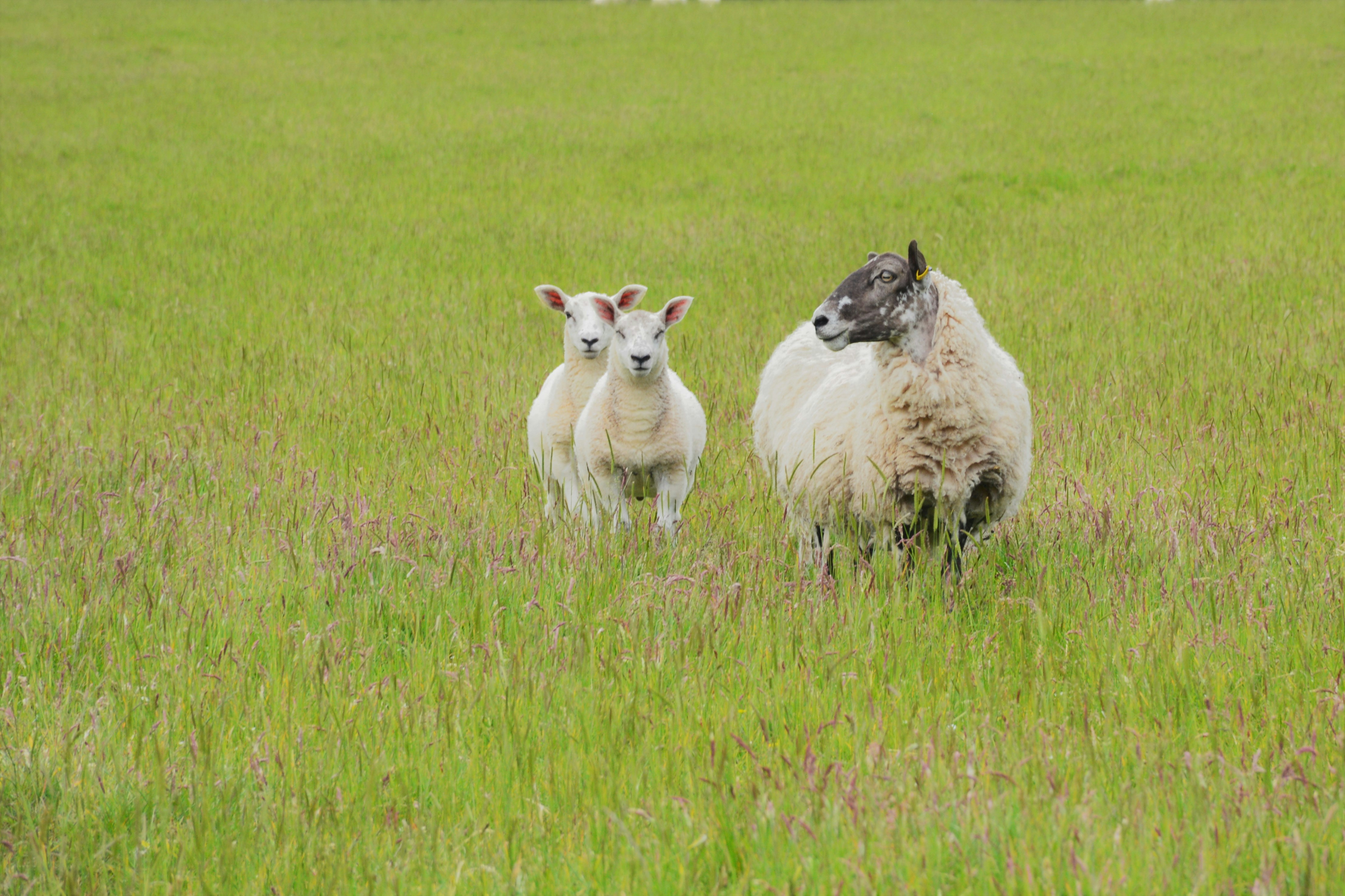 Photo by christophem71