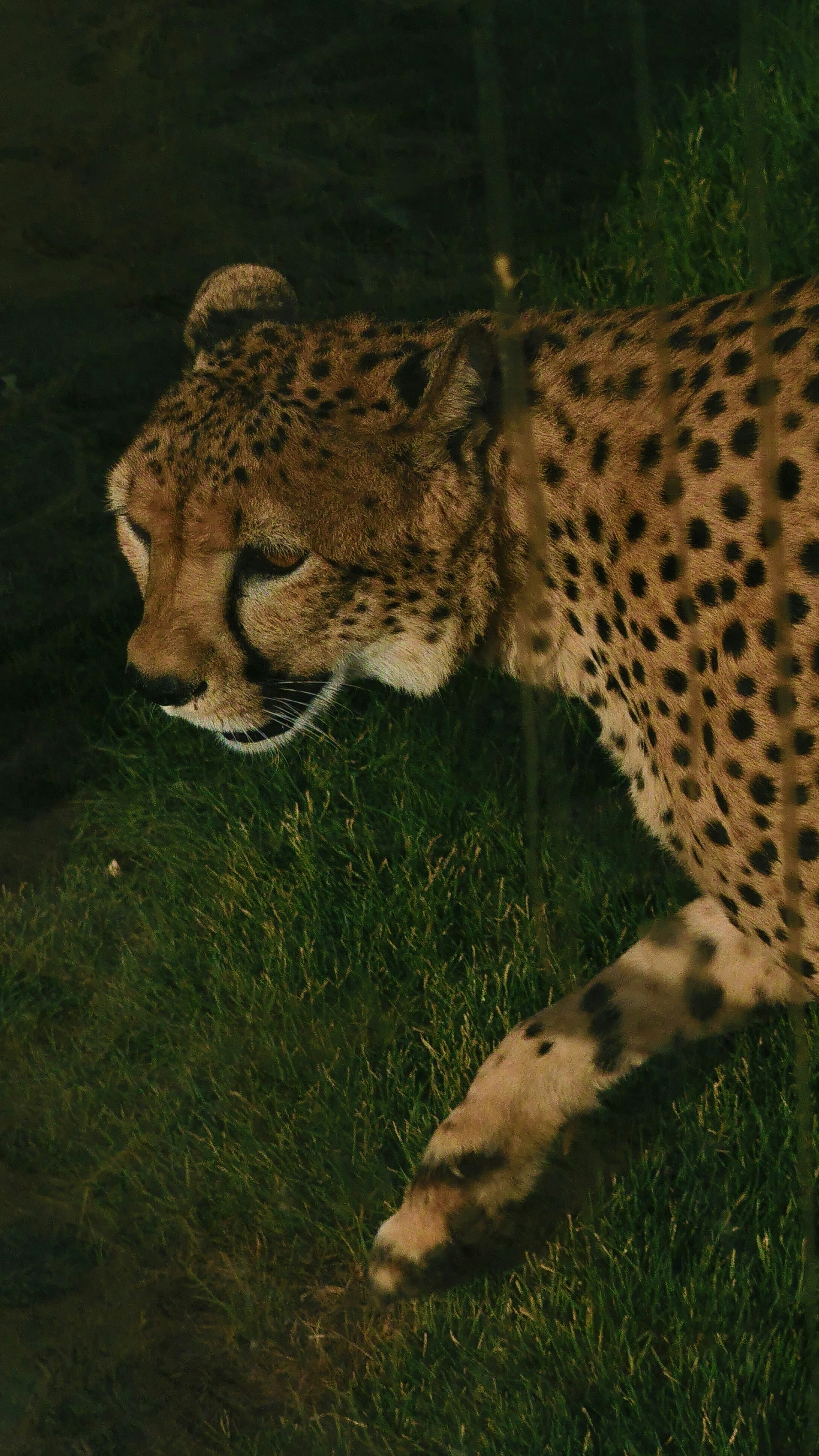Cheetahs: Nighttime Vulnerability (image credits: unsplash)