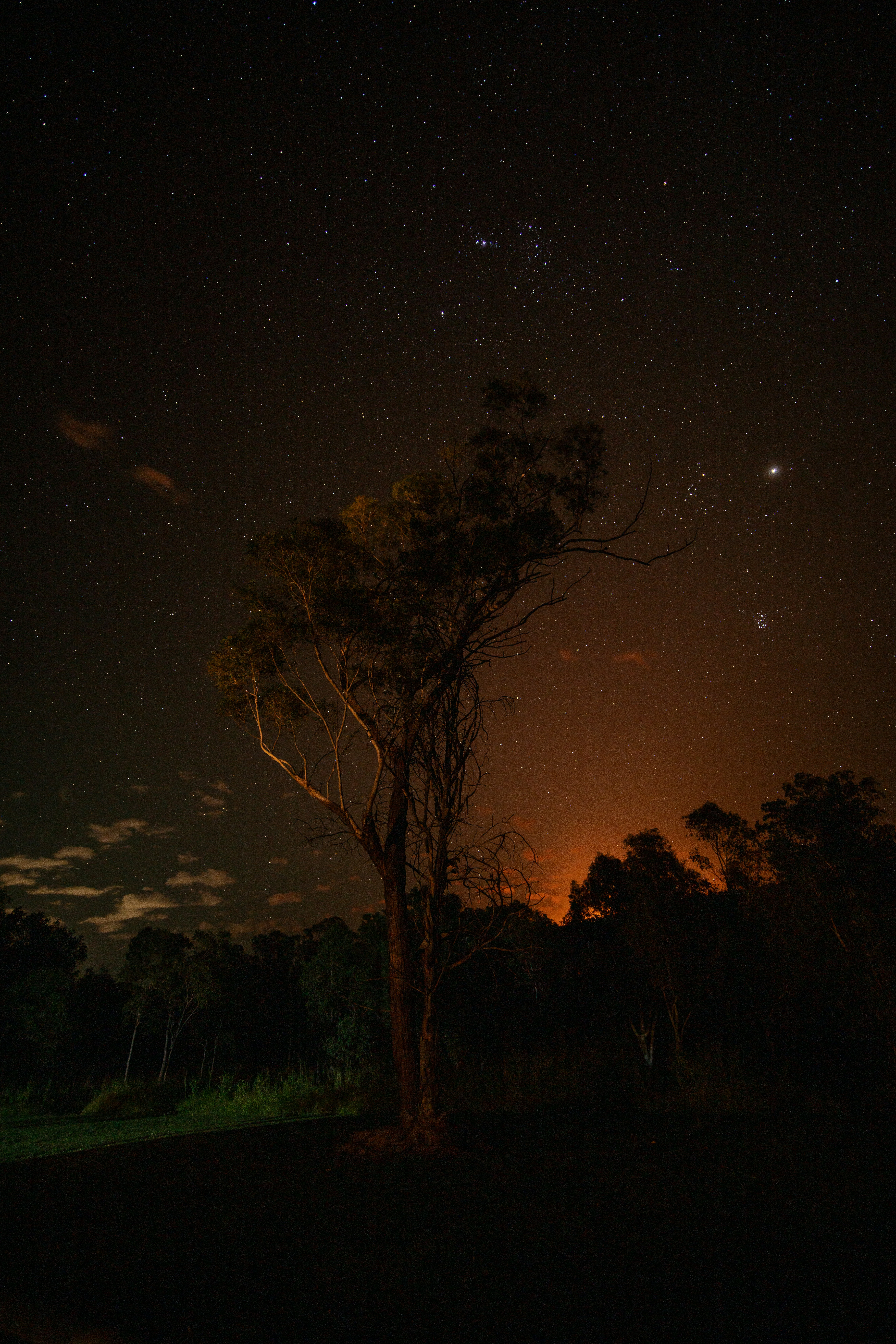 The night sky is filled with stars and trees