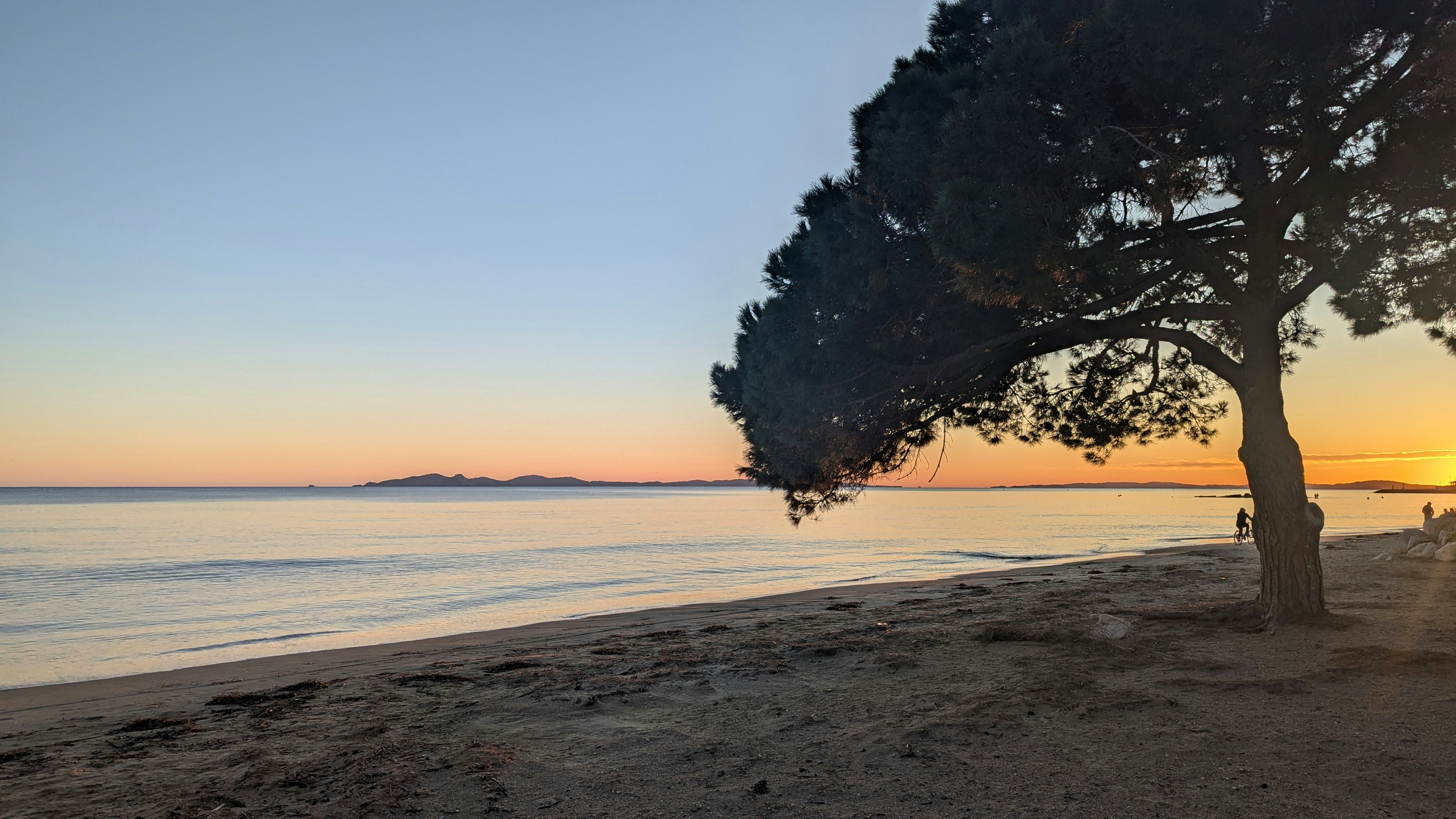 A tree on a beach with the sun setting in the background