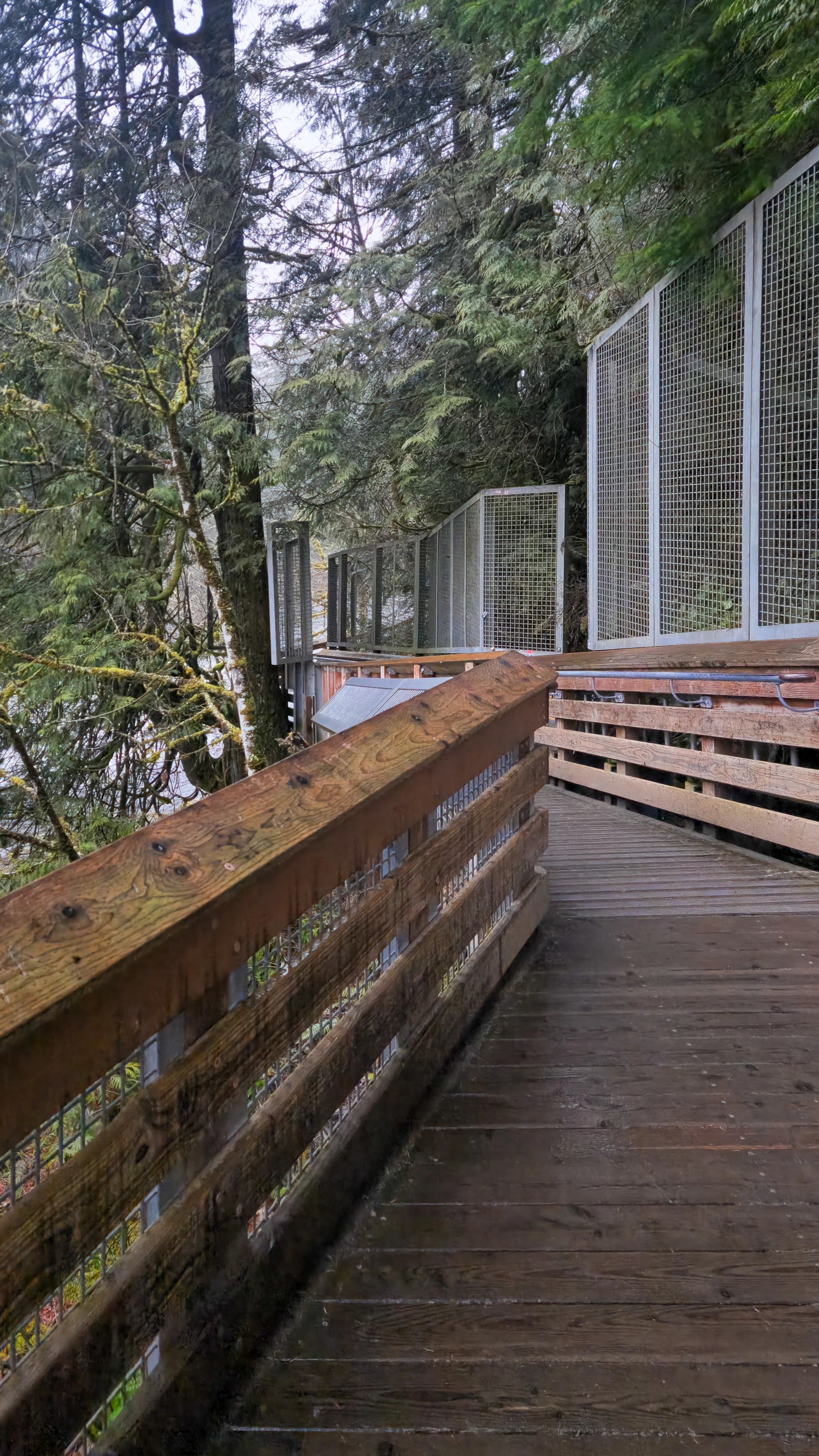 Wooden walkway through dense evergreen forest near Snoqualmie Falls