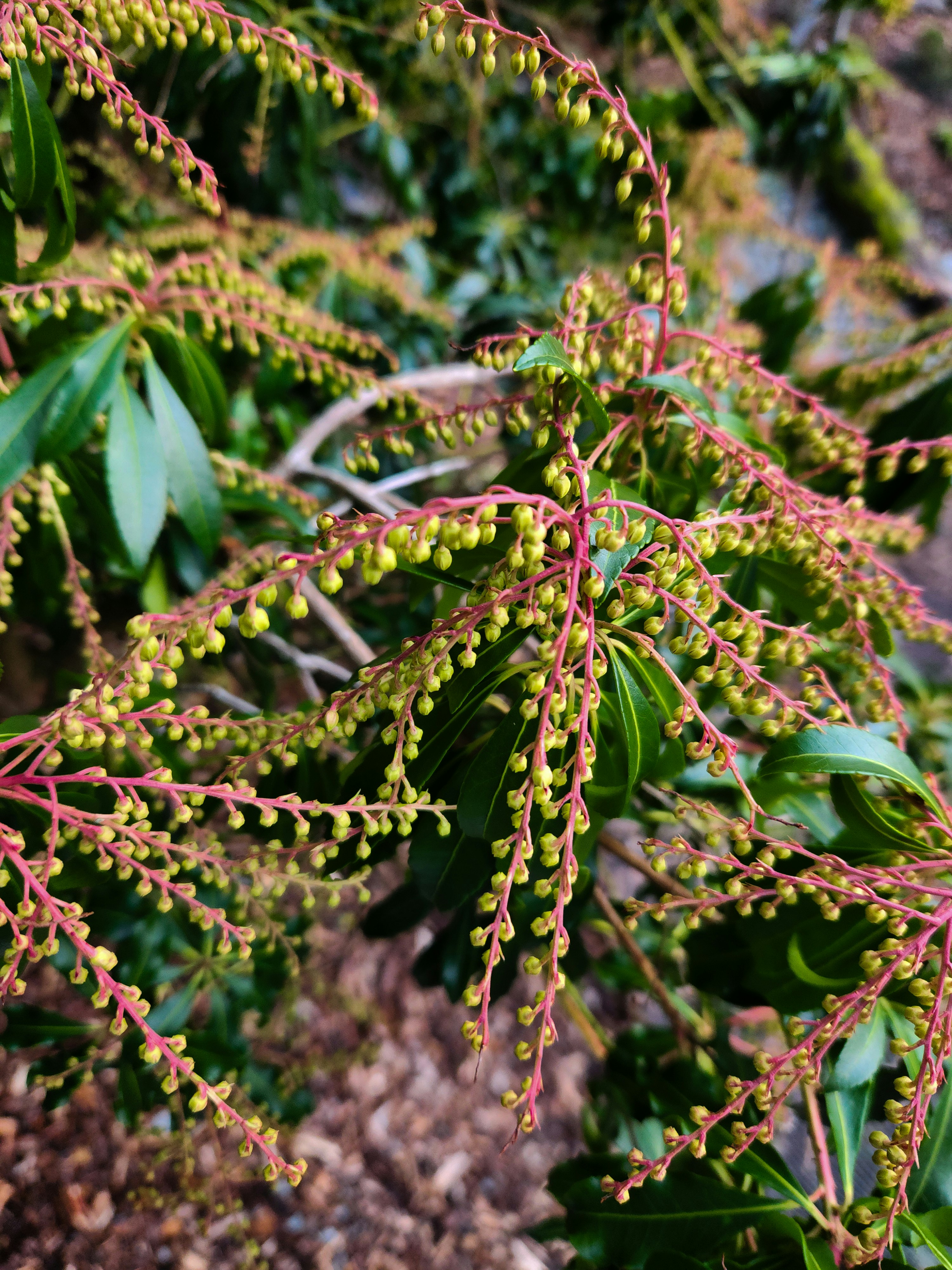 A close up of a plant with green leaves