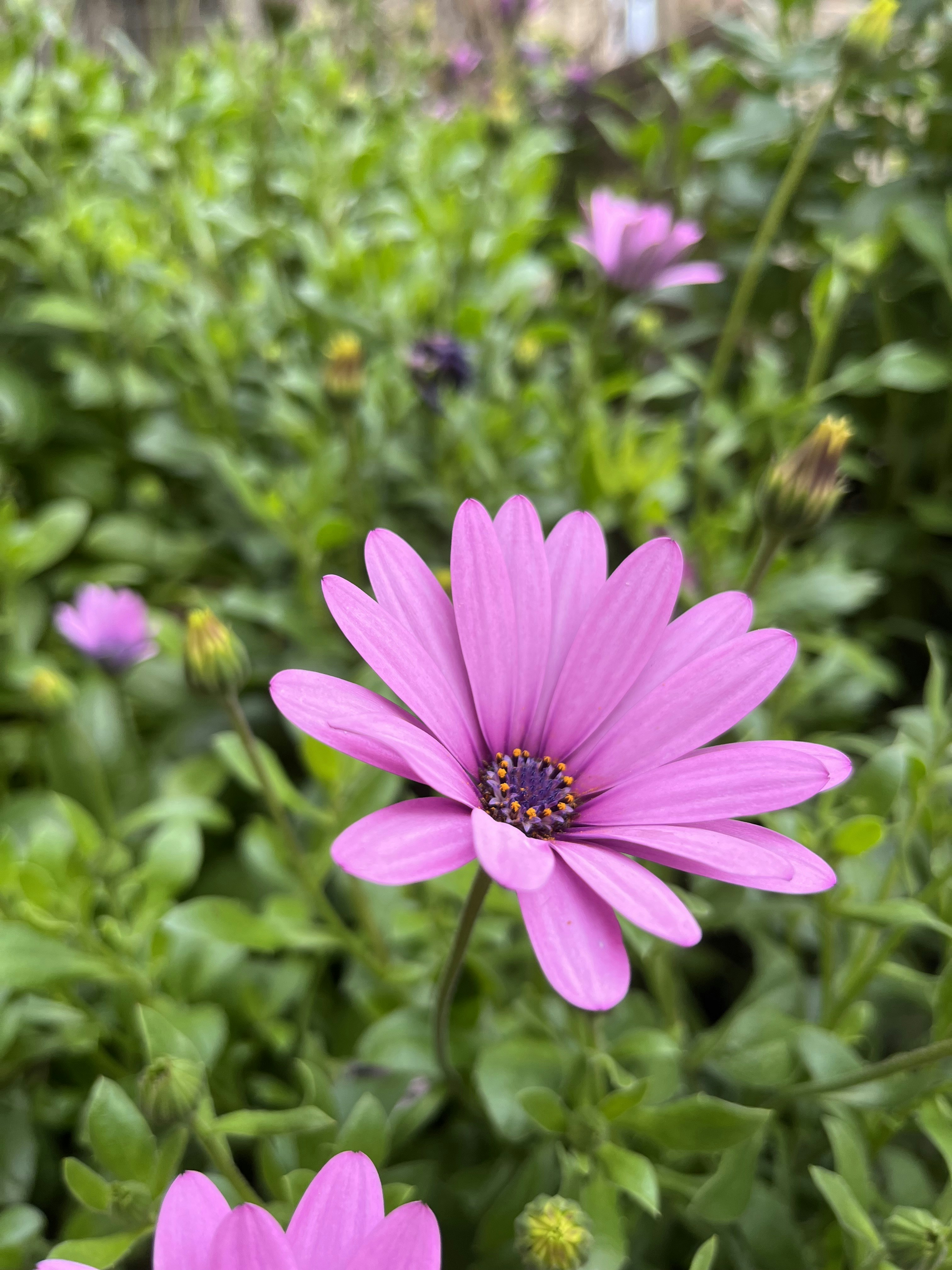 Photo by antoniozarza