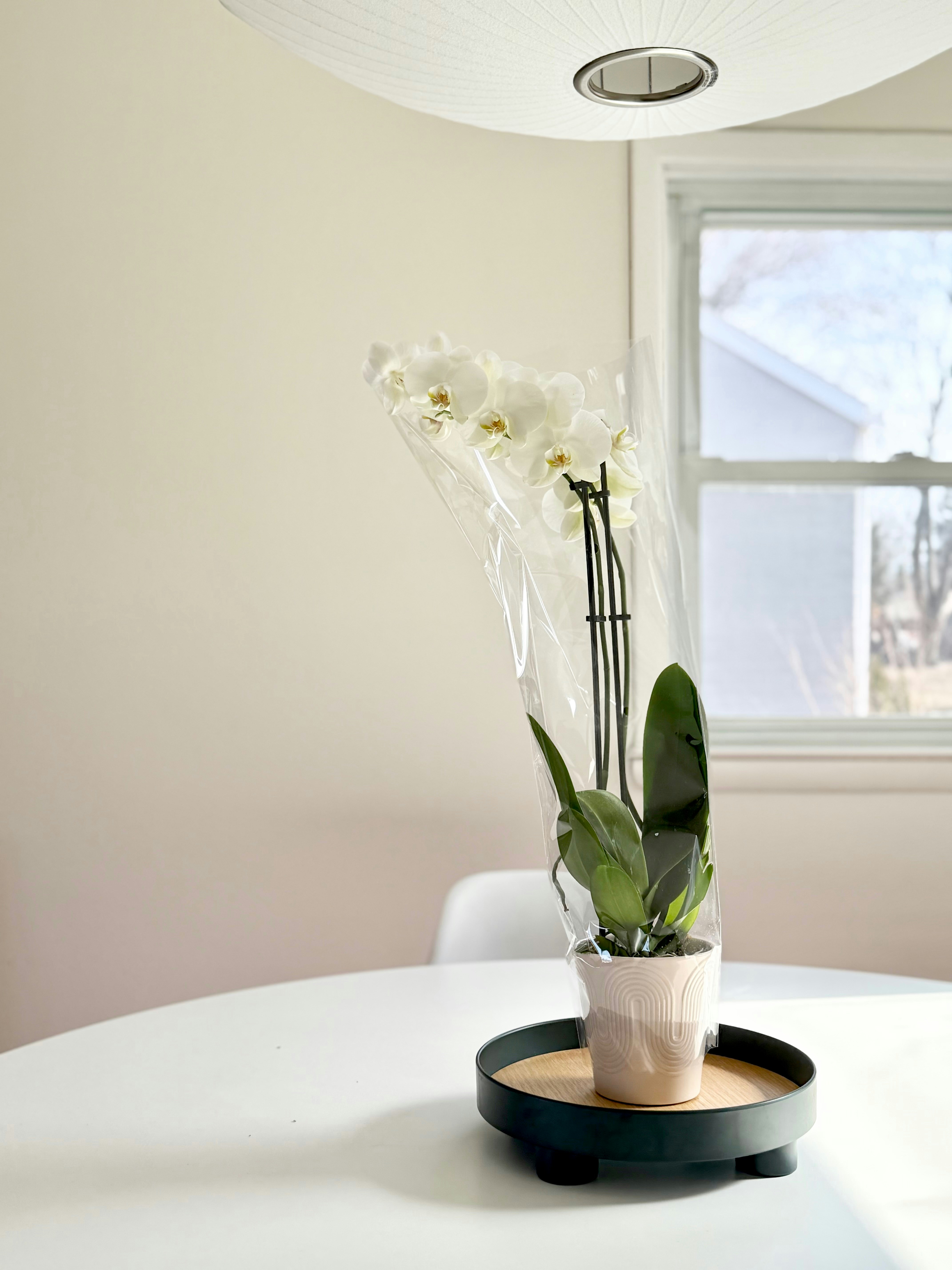 Photo by retsuko1106