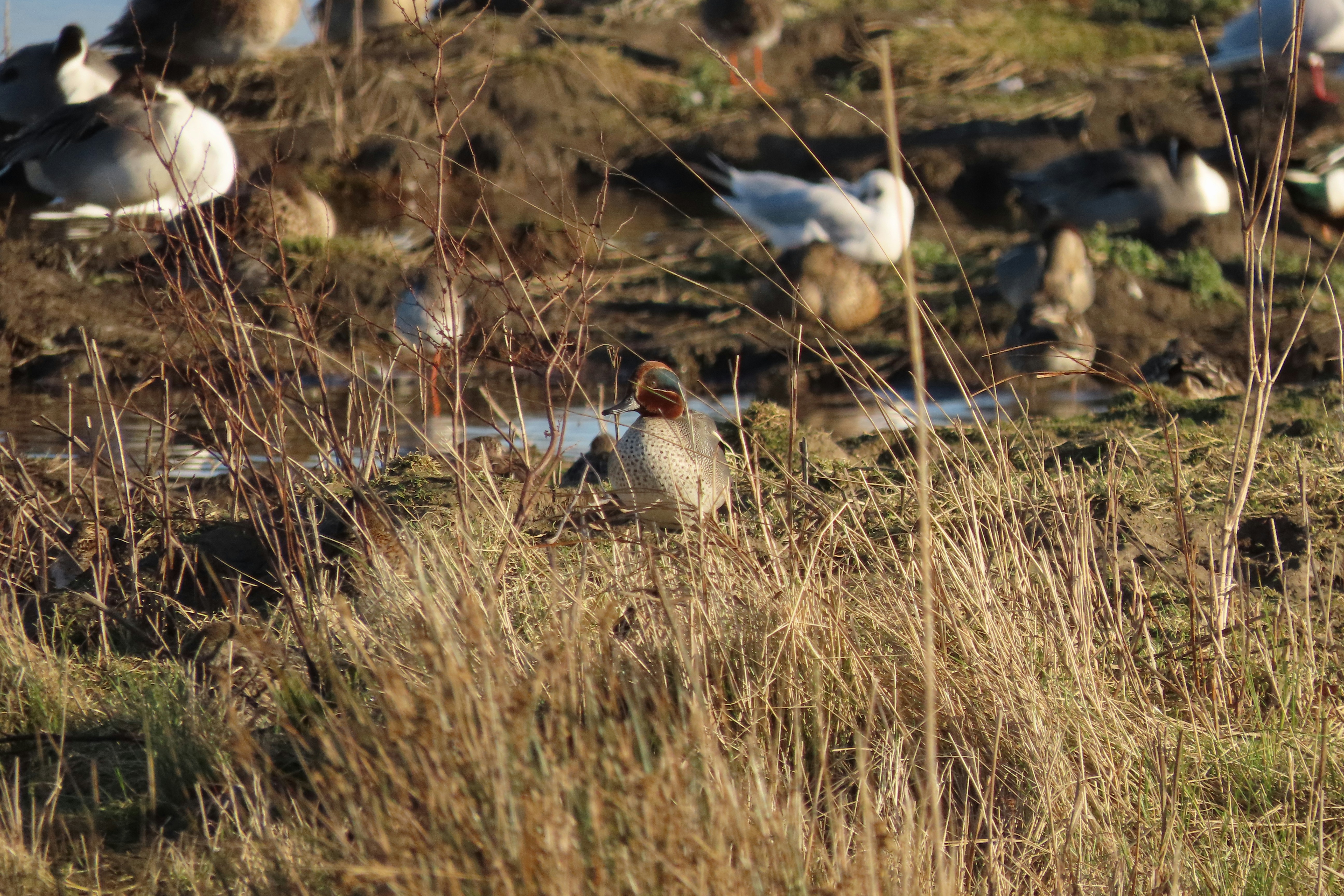 Photo by scruffy_nutts