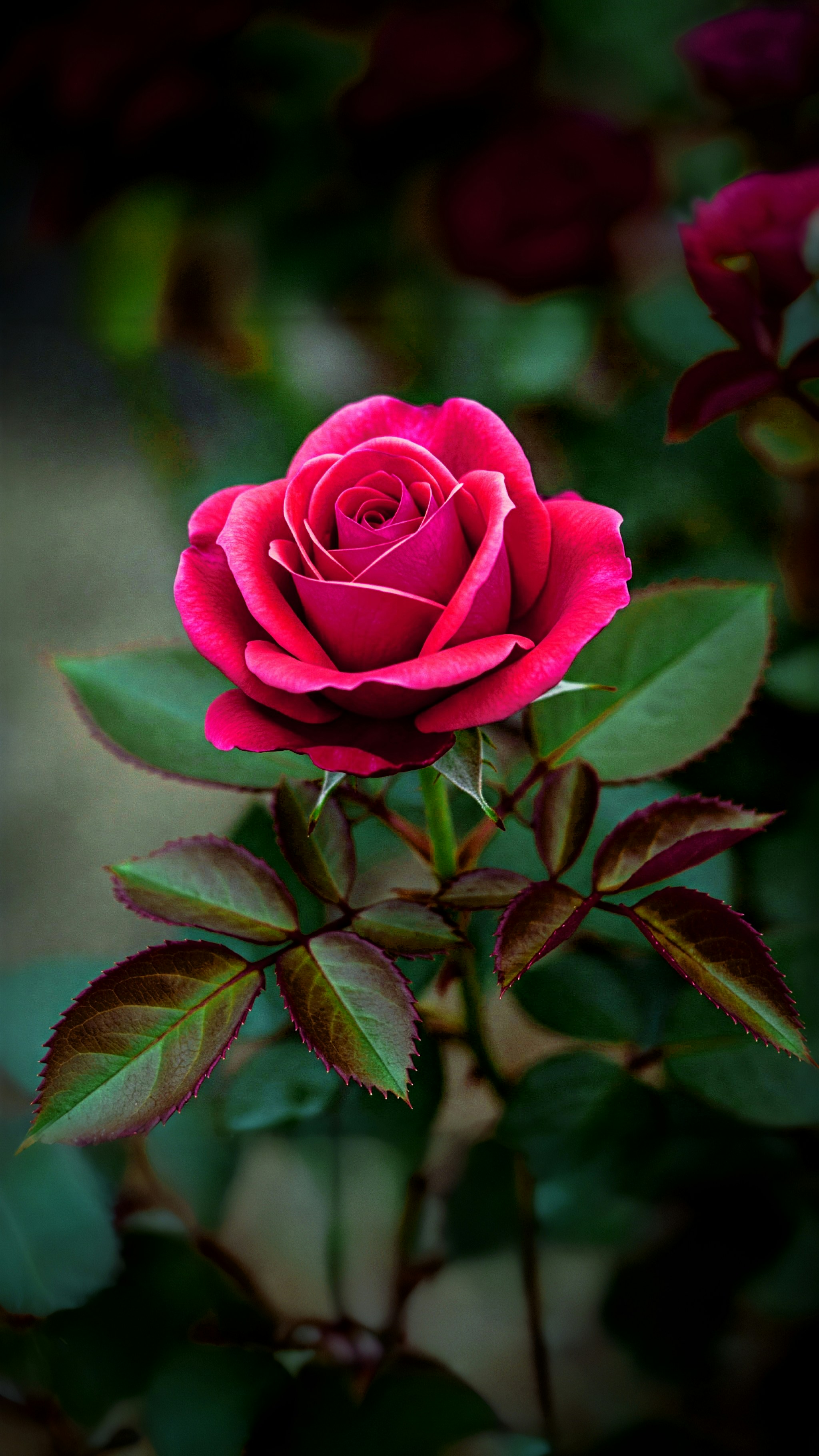 Photo by thedarkvenom