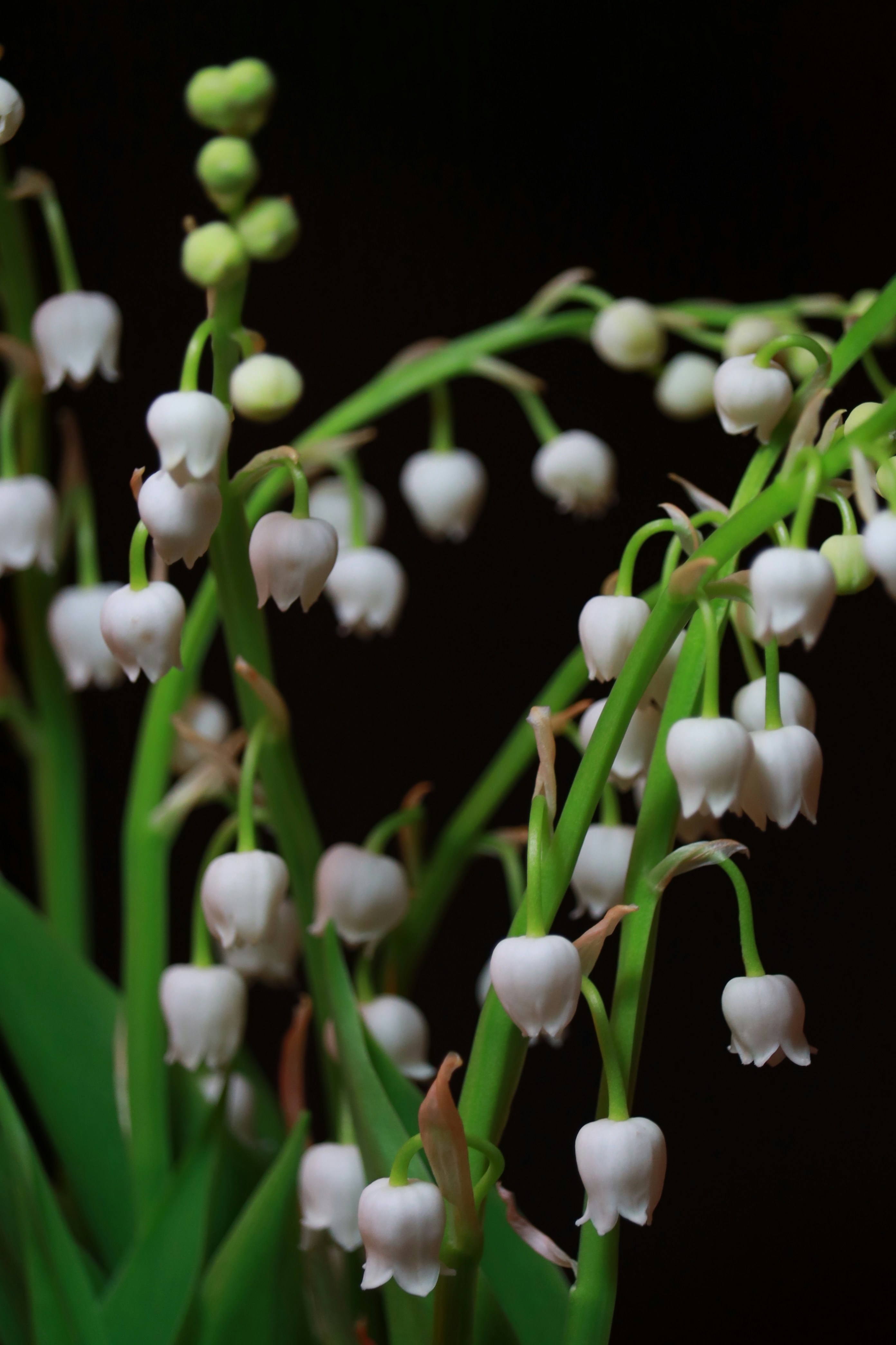 Beautiful lily of the valley flowers are in bloom