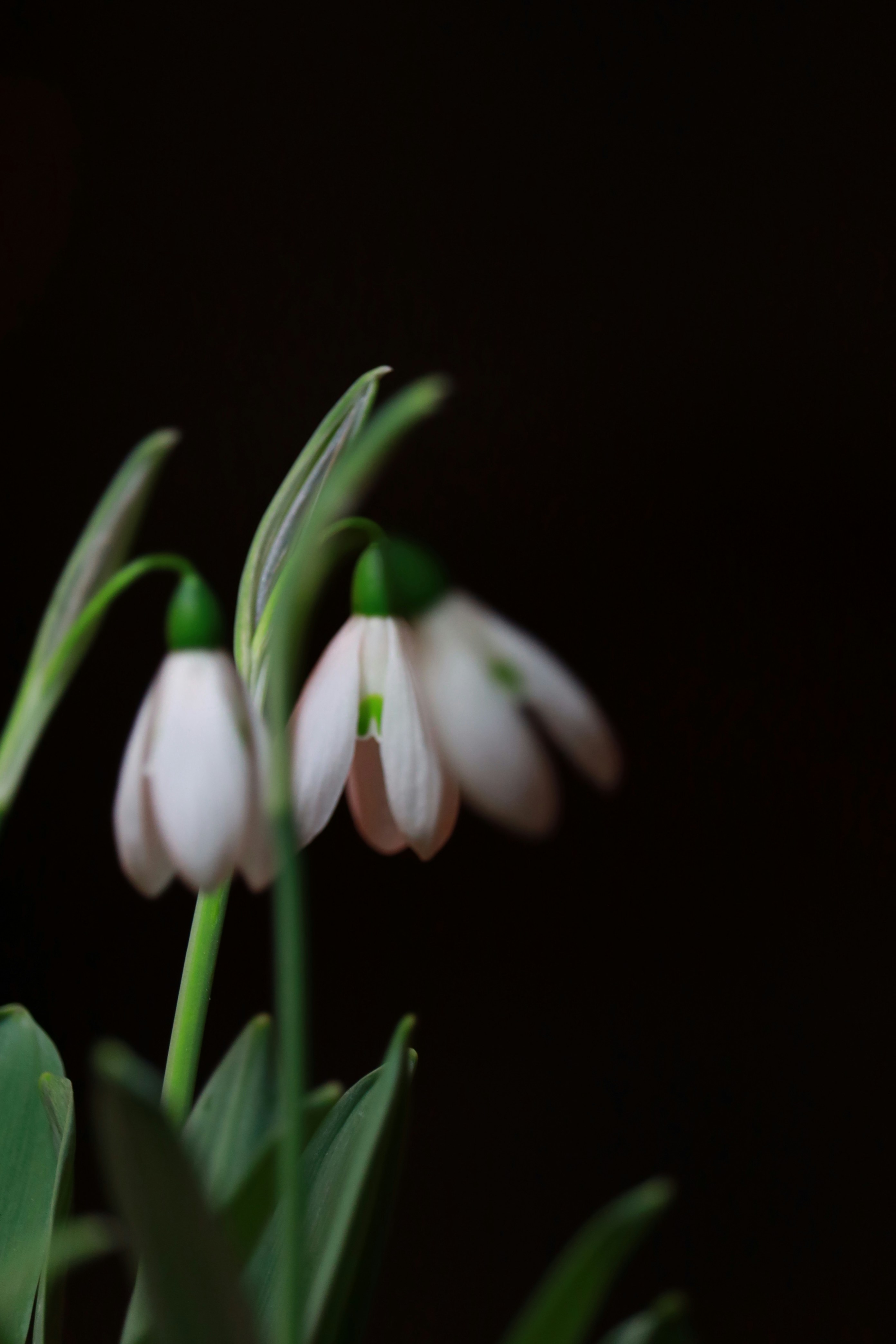 Snowdrop flowers bloom against a dark background