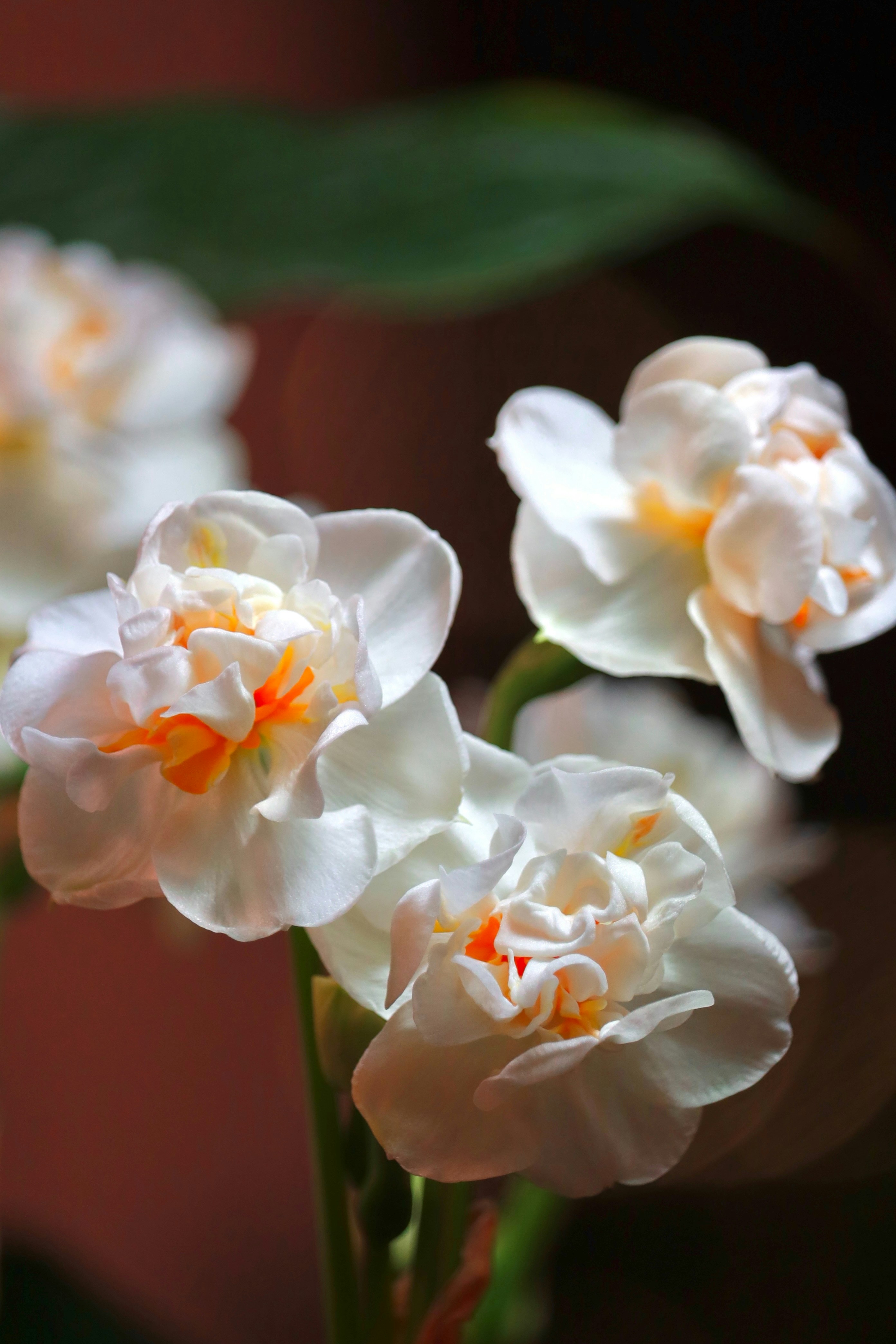 Beautiful white flowers with orange centers are in focus