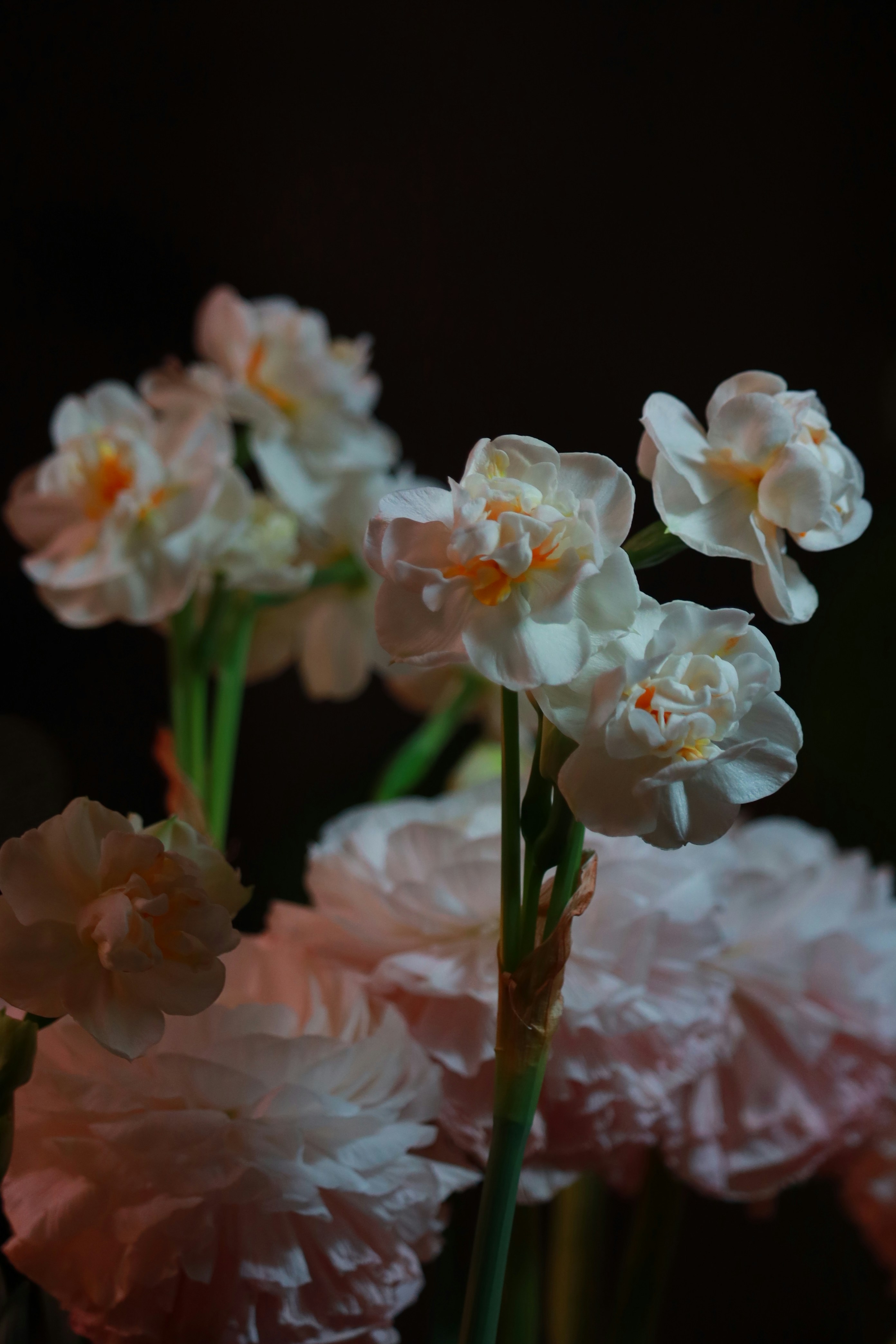White daffodils in bloom against a dark background