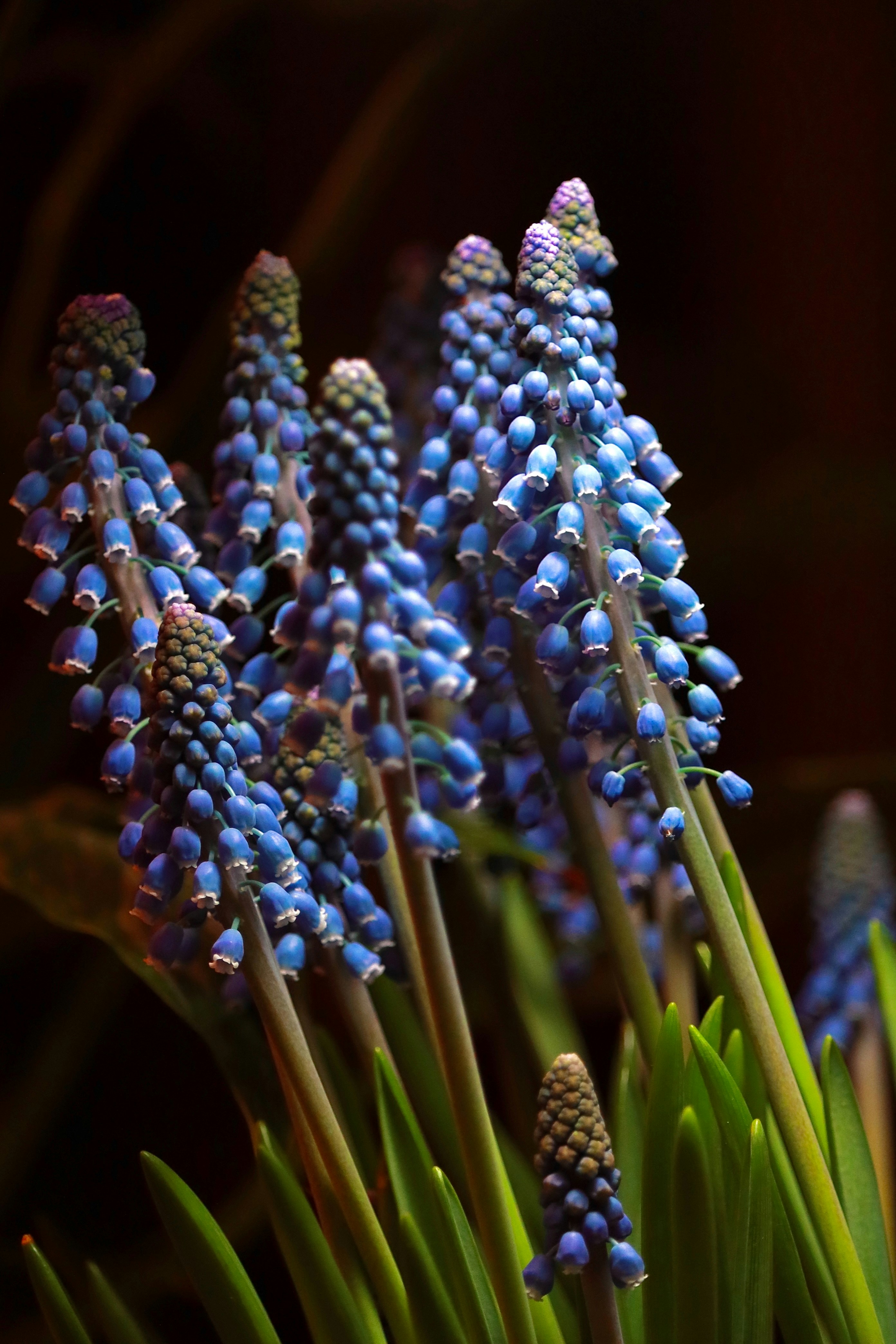 Blue grape hyacinth flowers bloom in the dark